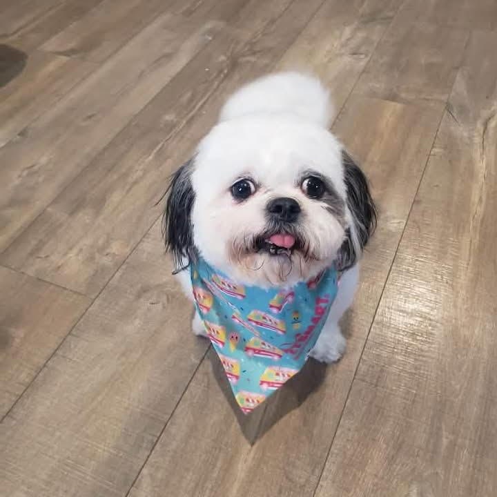 Enlarge Maggie, a Adoptable Shih Tzu in St Thomas, ON image 3/3