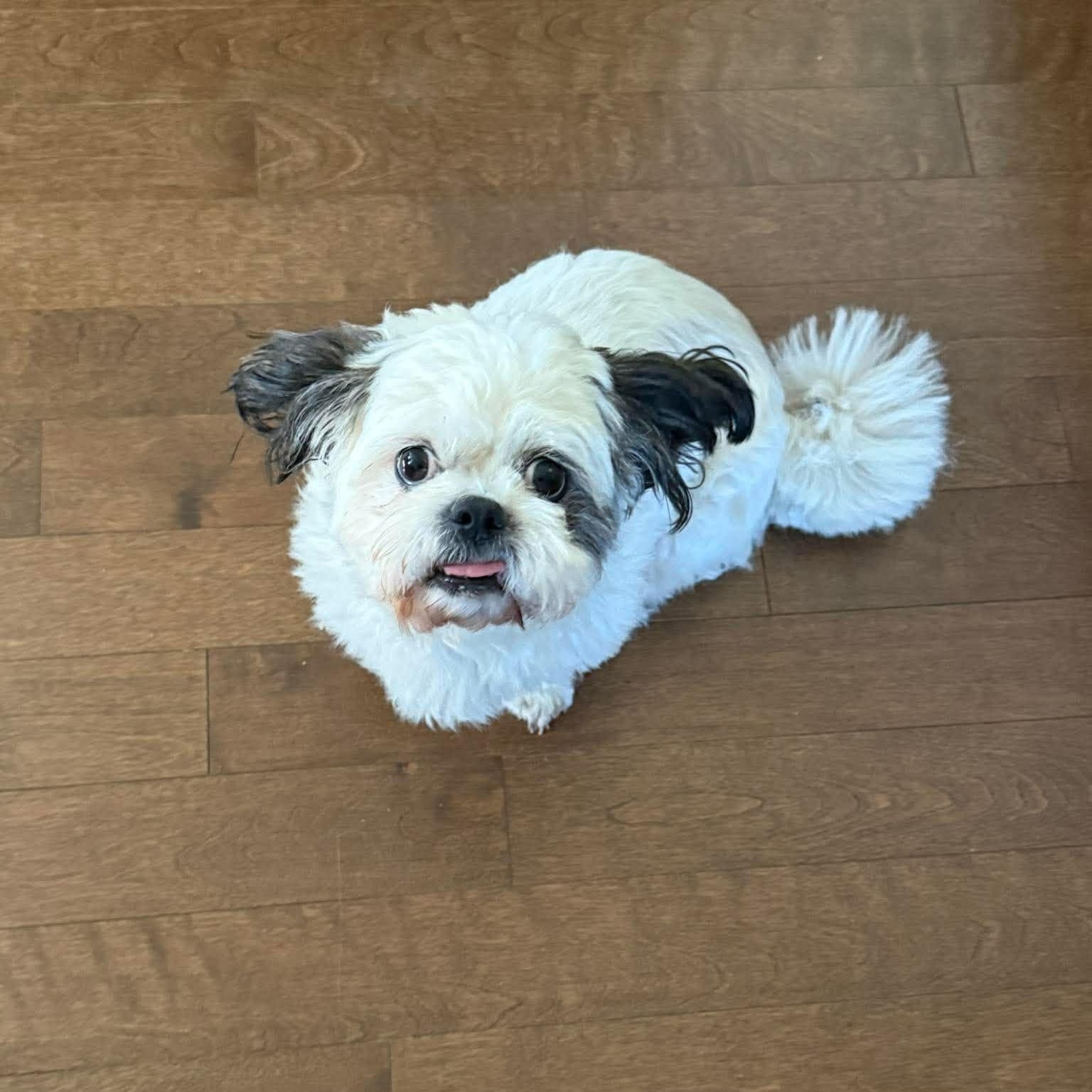 Enlarge Maggie, a Adoptable Shih Tzu in St Thomas, ON image 2/3