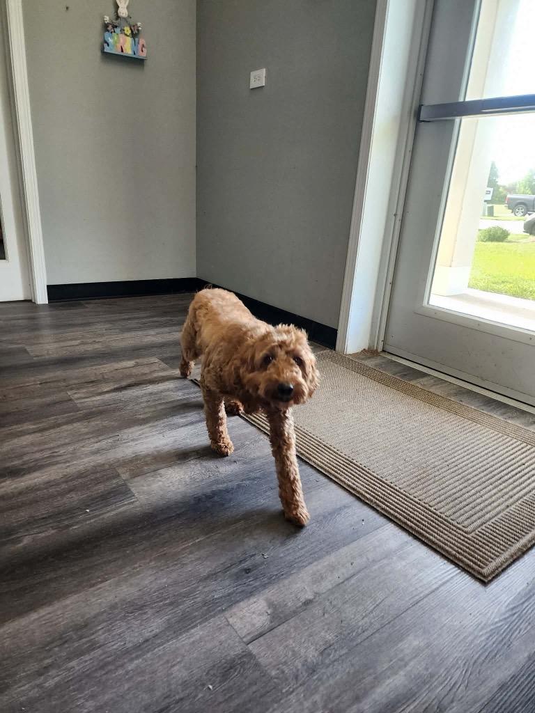Ida, Adoptable, Adult Female Golden Retriever & Poodle.