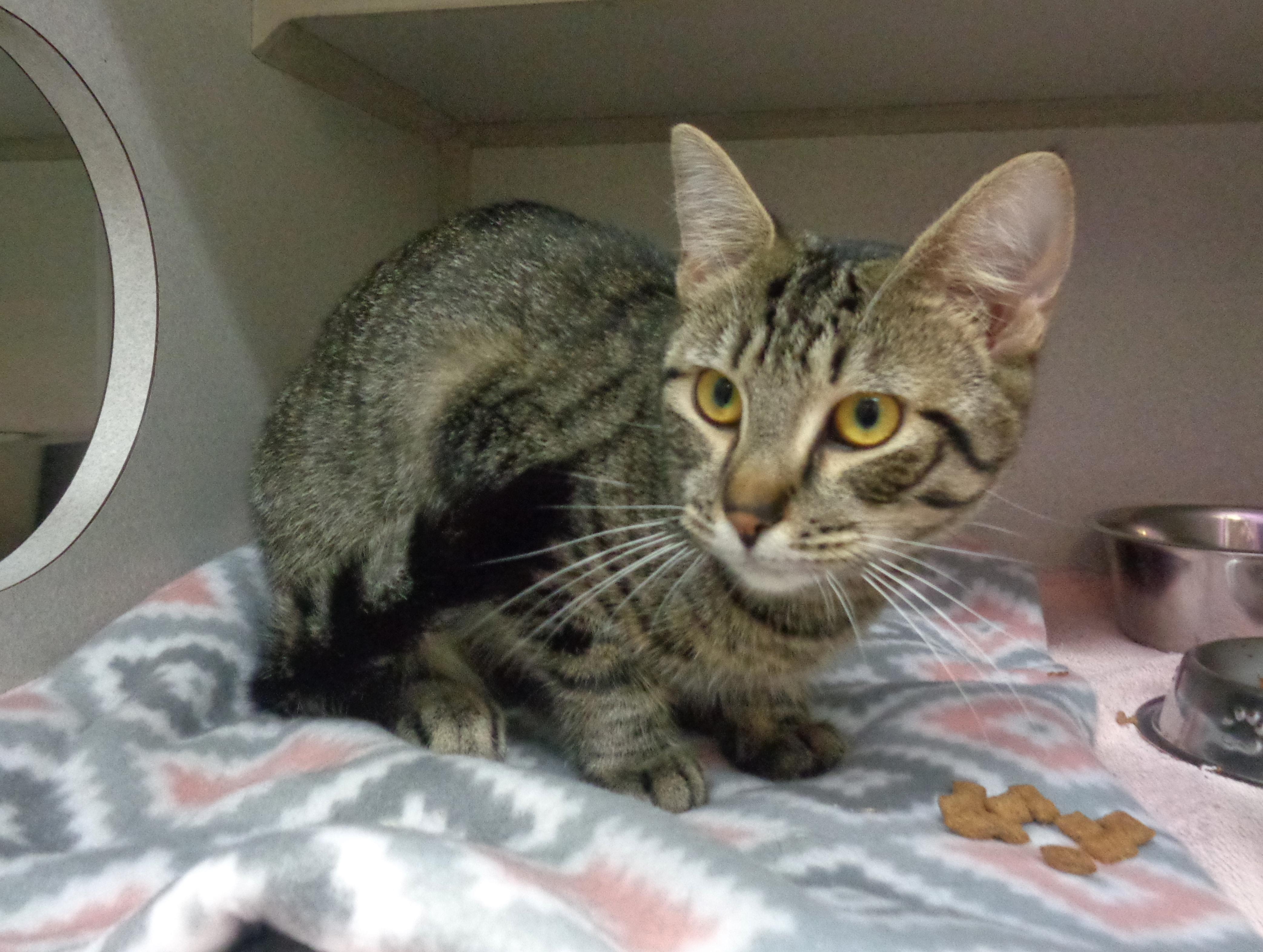SUNDAE, Young Female Tiger