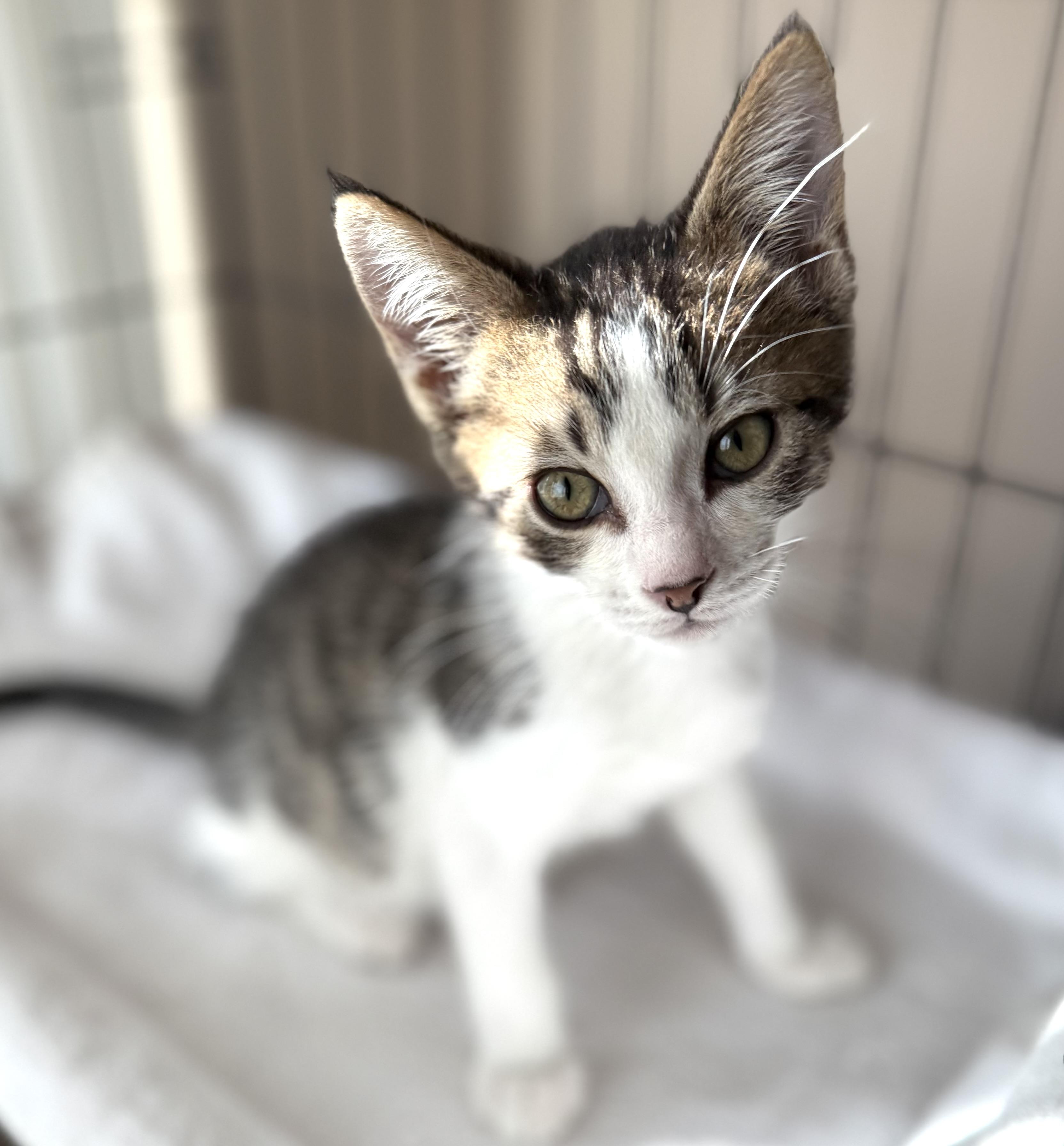 Val, Adopted, Young Male Domestic Short Hair.