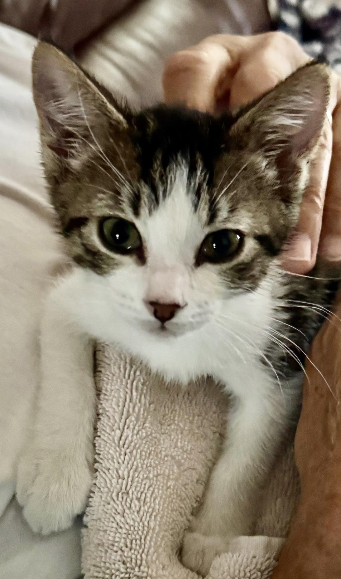 Enlarge Val, a Adopted Domestic Short Hair in Hurricane, UT image 2/5