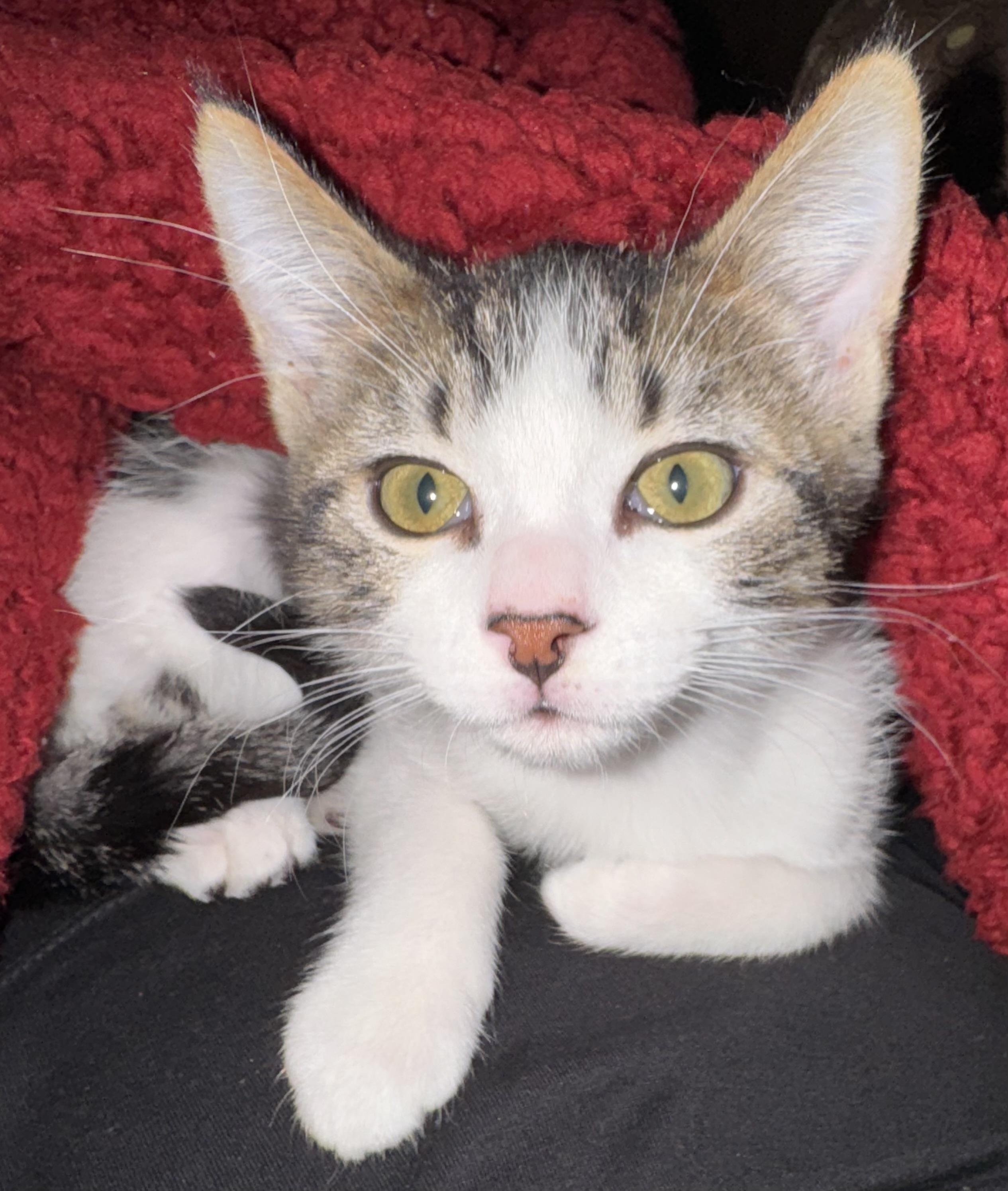 Enlarge Val, a Adopted Domestic Short Hair in Hurricane, UT image 3/5