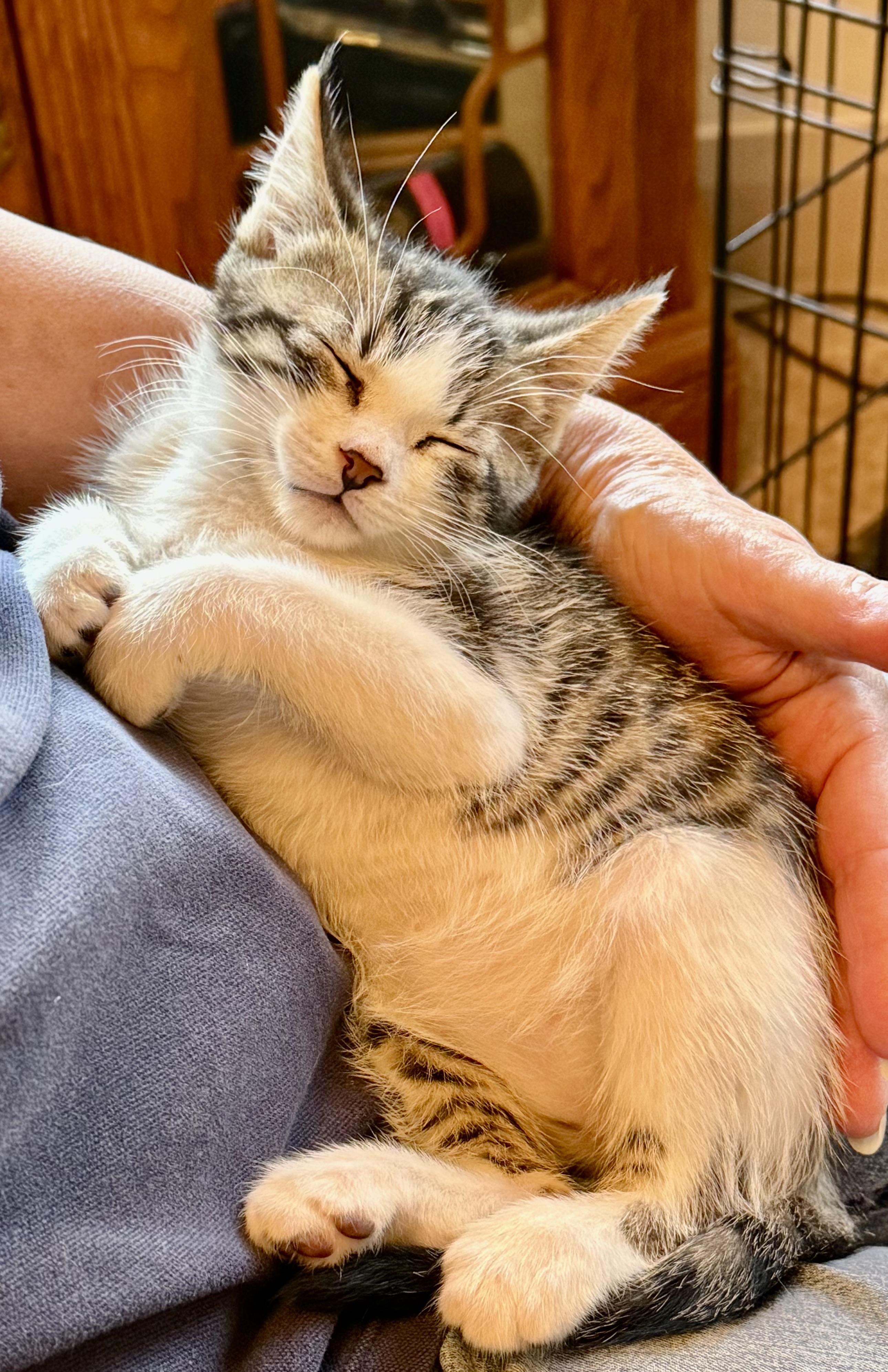 Enlarge Val, a Adopted Domestic Short Hair in Hurricane, UT image 5/5