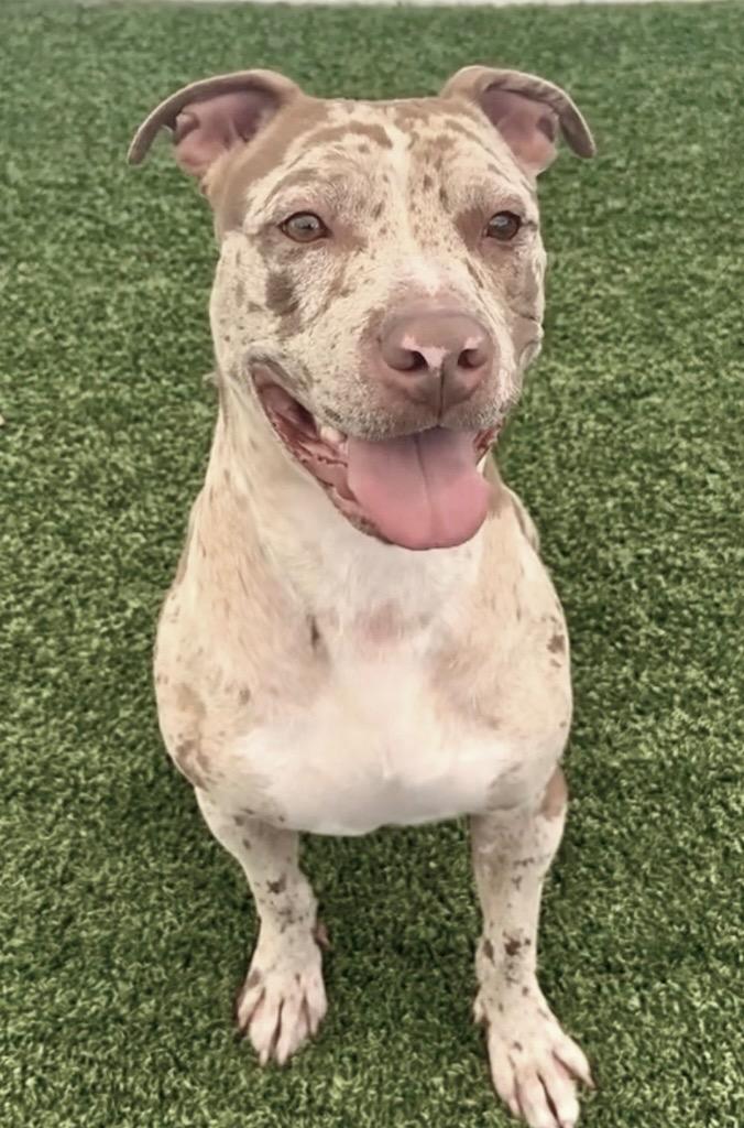 Enlarge Rocky - Reduced Fee!, a Adoptable Catahoula Leopard Dog in Fort Myers, FL image 2/4