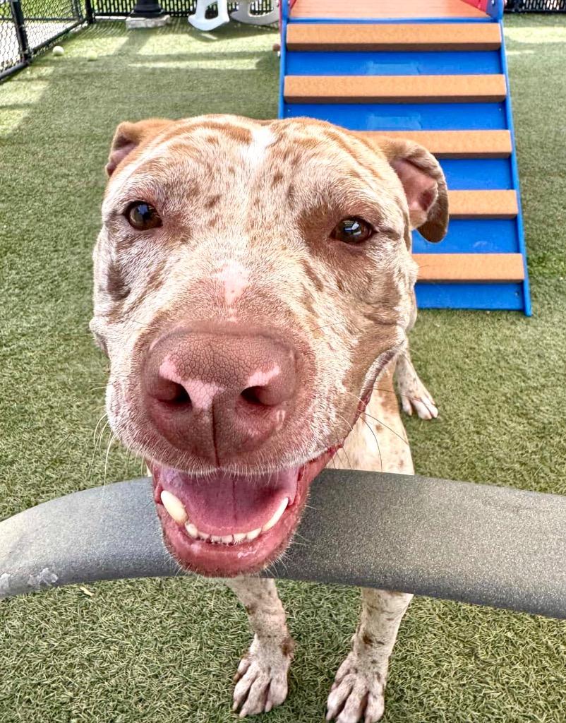 Enlarge Rocky - Reduced Fee!, a Adoptable Catahoula Leopard Dog in Fort Myers, FL image 4/4