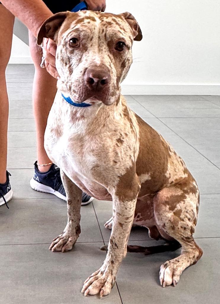 Rocky - Reduced Fee!, a Adoptable Catahoula Leopard Dog in Fort Myers, FL image 4/4