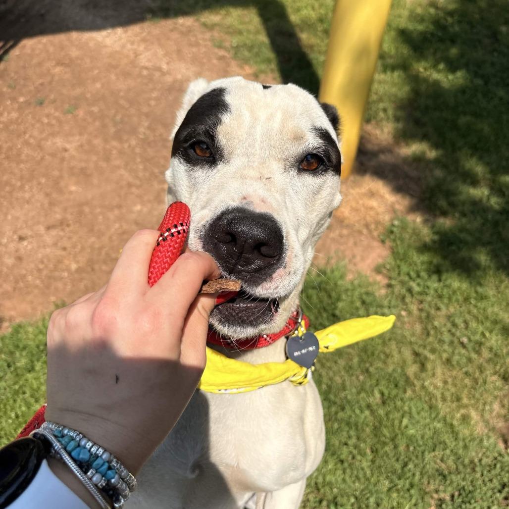 Jasmine, Adoptable, Adult Female Labrador Retriever & Mixed Breed.