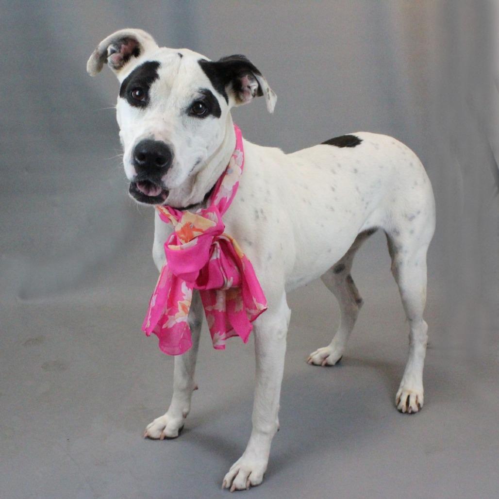 Enlarge Jasmine, a Adoptable mixed breed in Greenville, SC image 2/6
