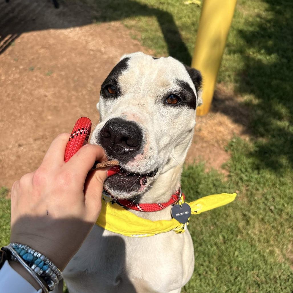 Enlarge Jasmine, a Adoptable mixed breed in Greenville, SC image 3/6