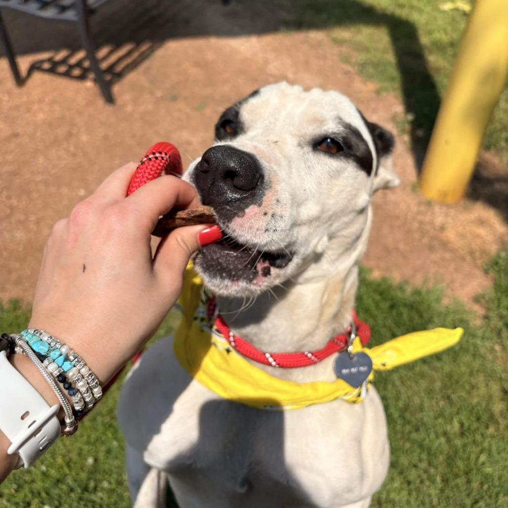 Enlarge Jasmine, a Adoptable mixed breed in Greenville, SC image 4/6