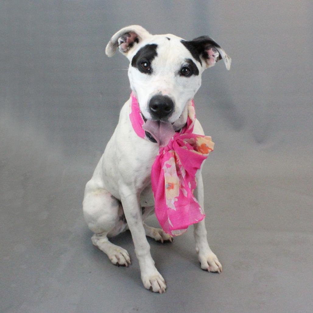 Enlarge Jasmine, a Adoptable mixed breed in Greenville, SC image 5/6
