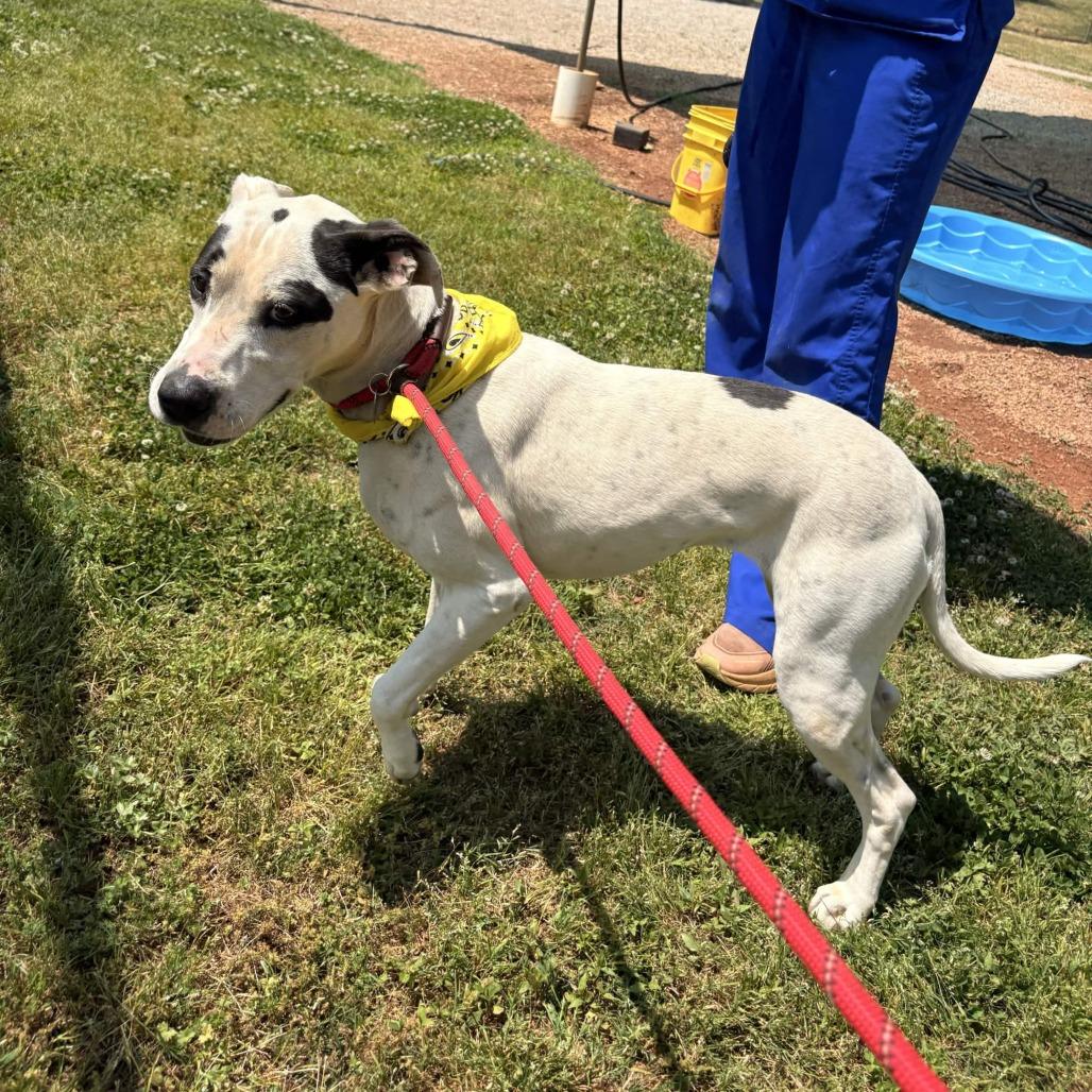 Enlarge Jasmine, a Adoptable mixed breed in Greenville, SC image 6/6