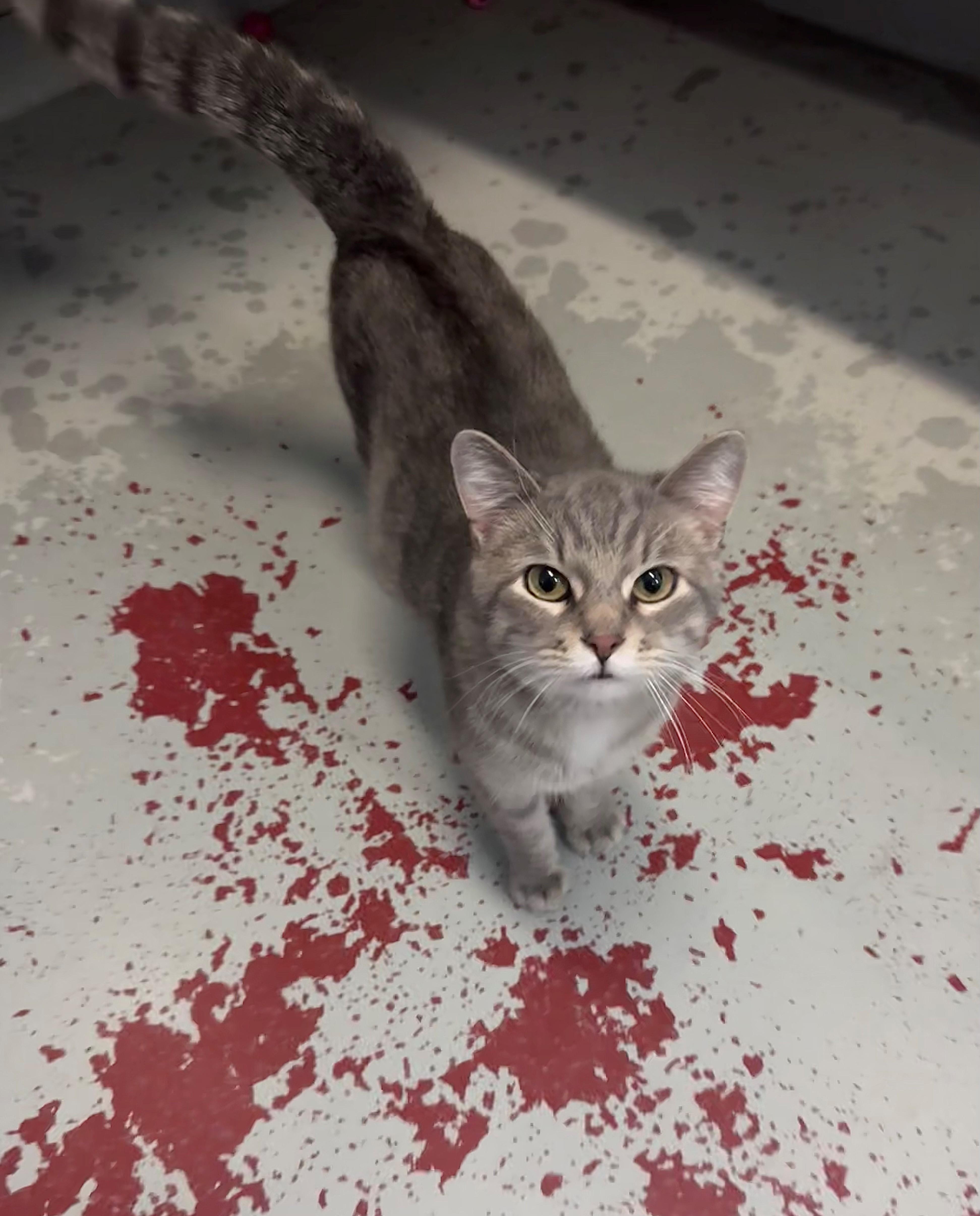 Silvia, a ADOPTABLE Domestic Short Hair in Mason City, IA image 2/2