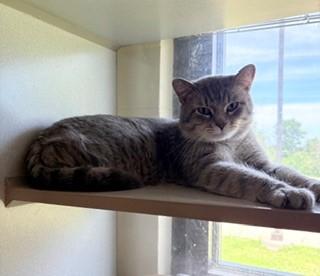 Silvia, ADOPTABLE, Adult Male Domestic Short Hair.