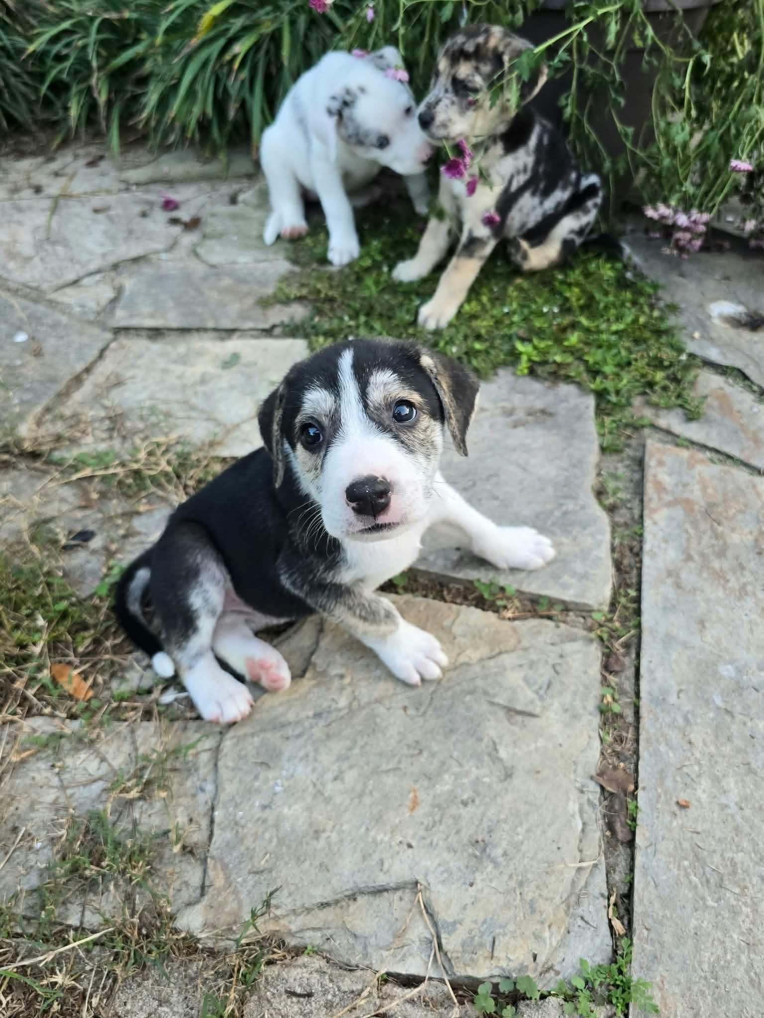 Karo, Adoptable, Puppy Male Great Pyrenees.