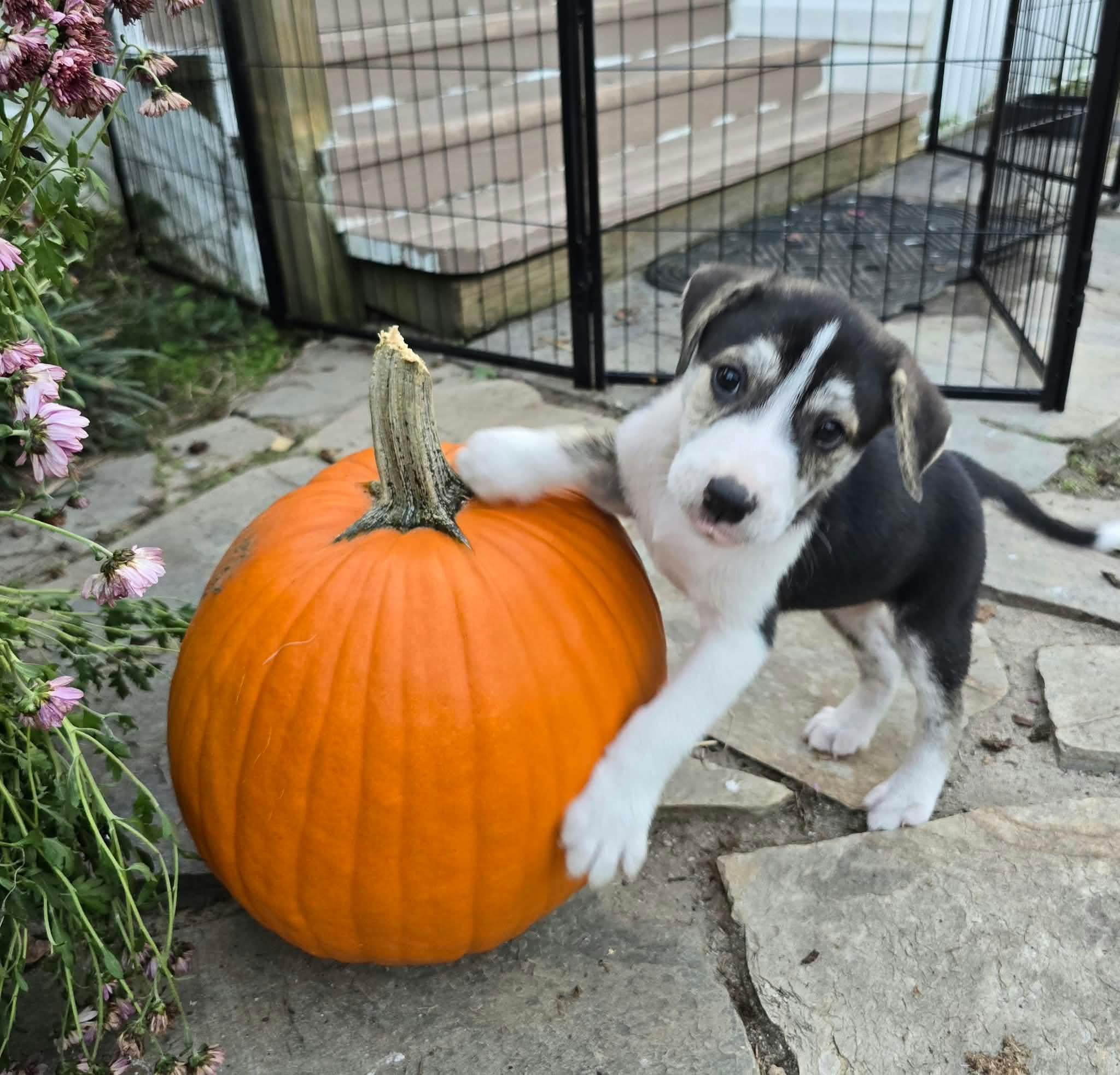 Enlarge Karo, a Adoptable mixed breed in Wando, SC image 2/3