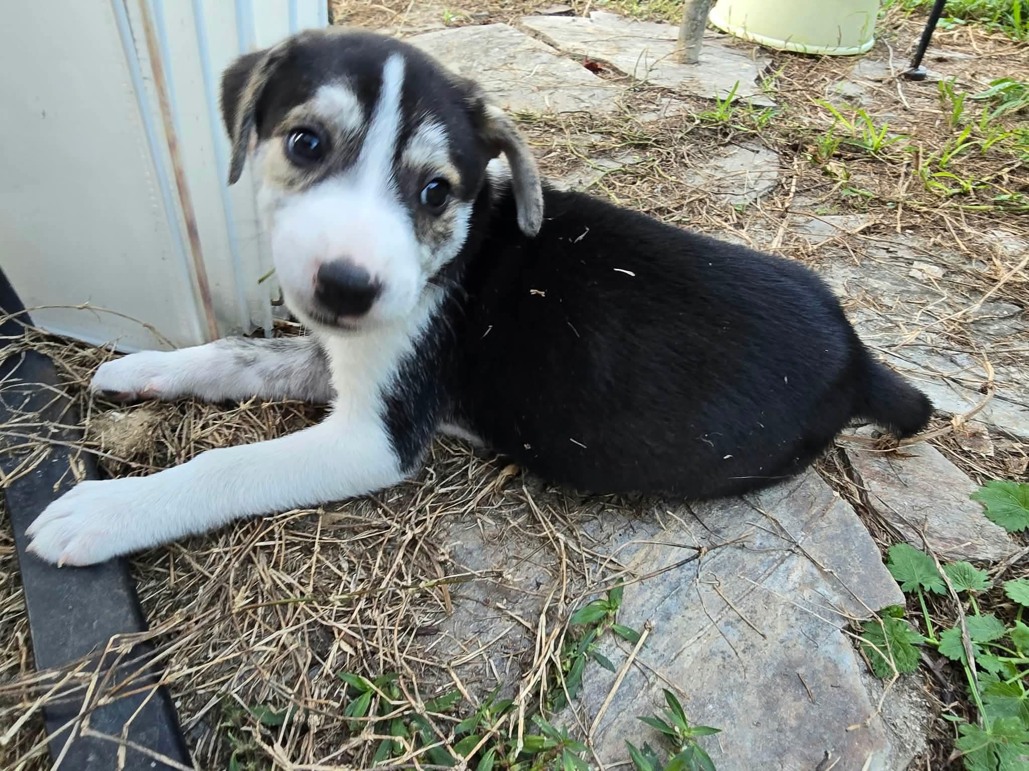 Enlarge Karo, a Adoptable mixed breed in Wando, SC image 3/3