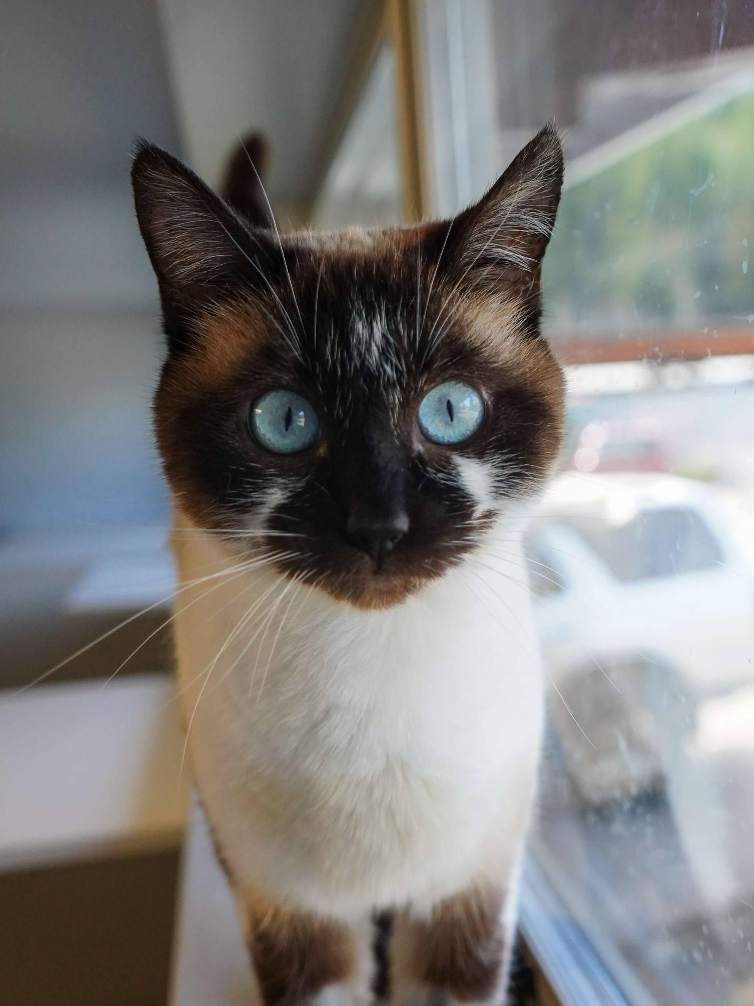 Milo, Adoptable, Adult Female Siamese.