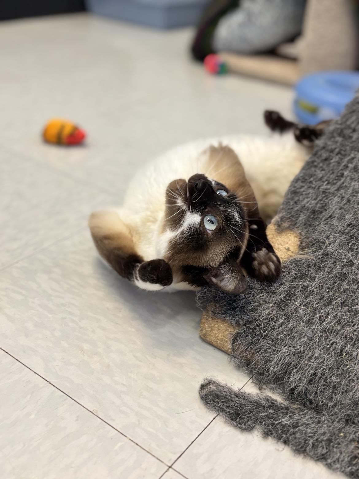 Enlarge Milo, a Adoptable mixed breed in Whistler, BC image 4/6