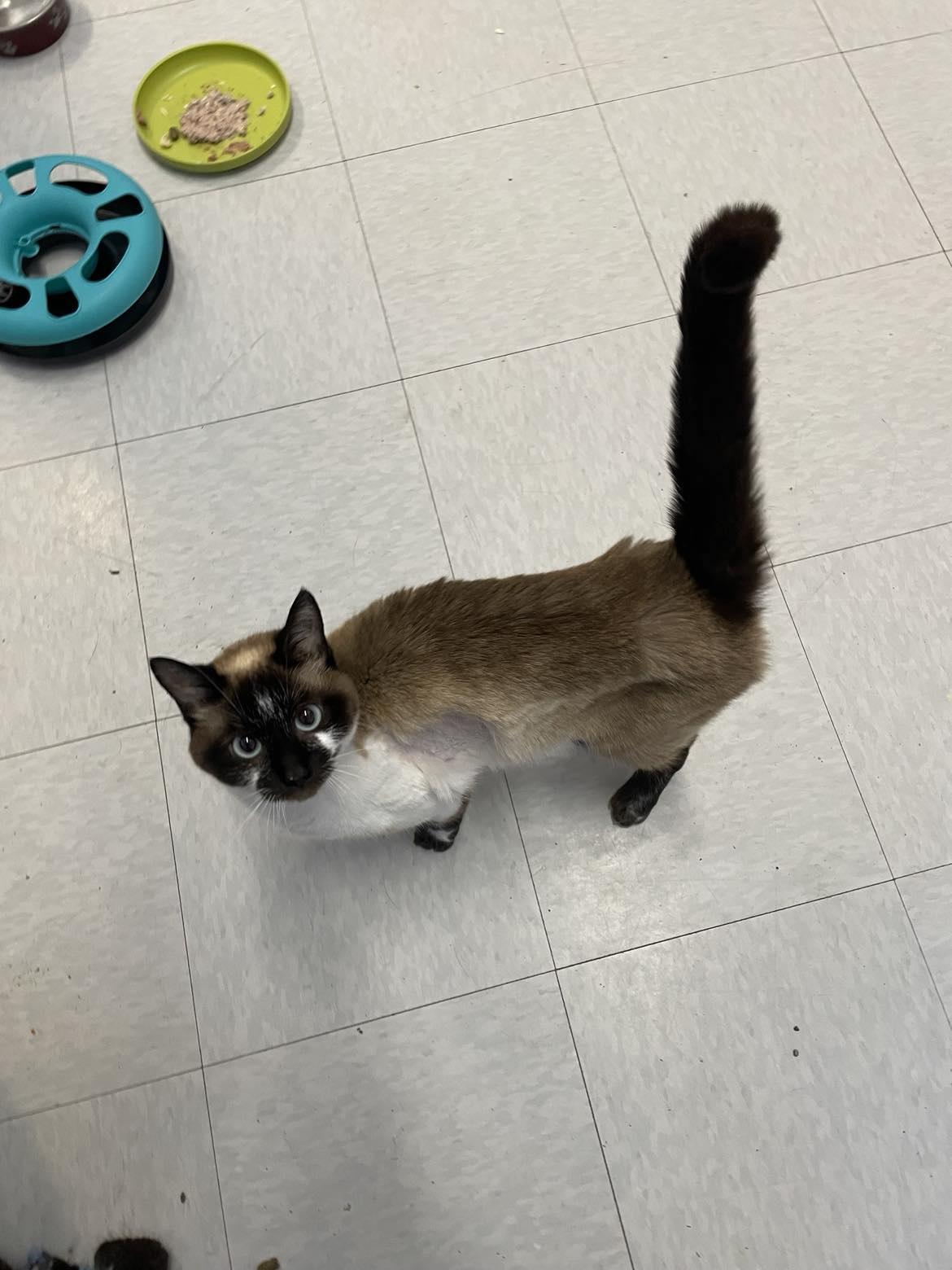 Enlarge Milo, a Adoptable mixed breed in Whistler, BC image 6/6