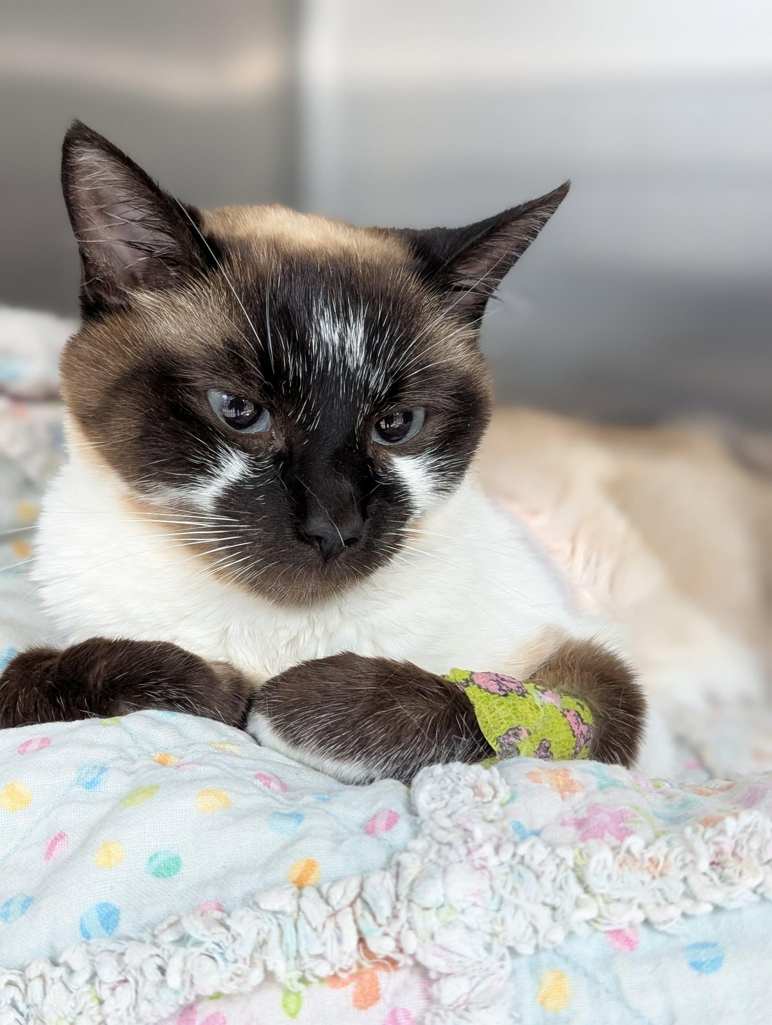 Enlarge Milo, a Adoptable mixed breed in Whistler, BC image 5/6