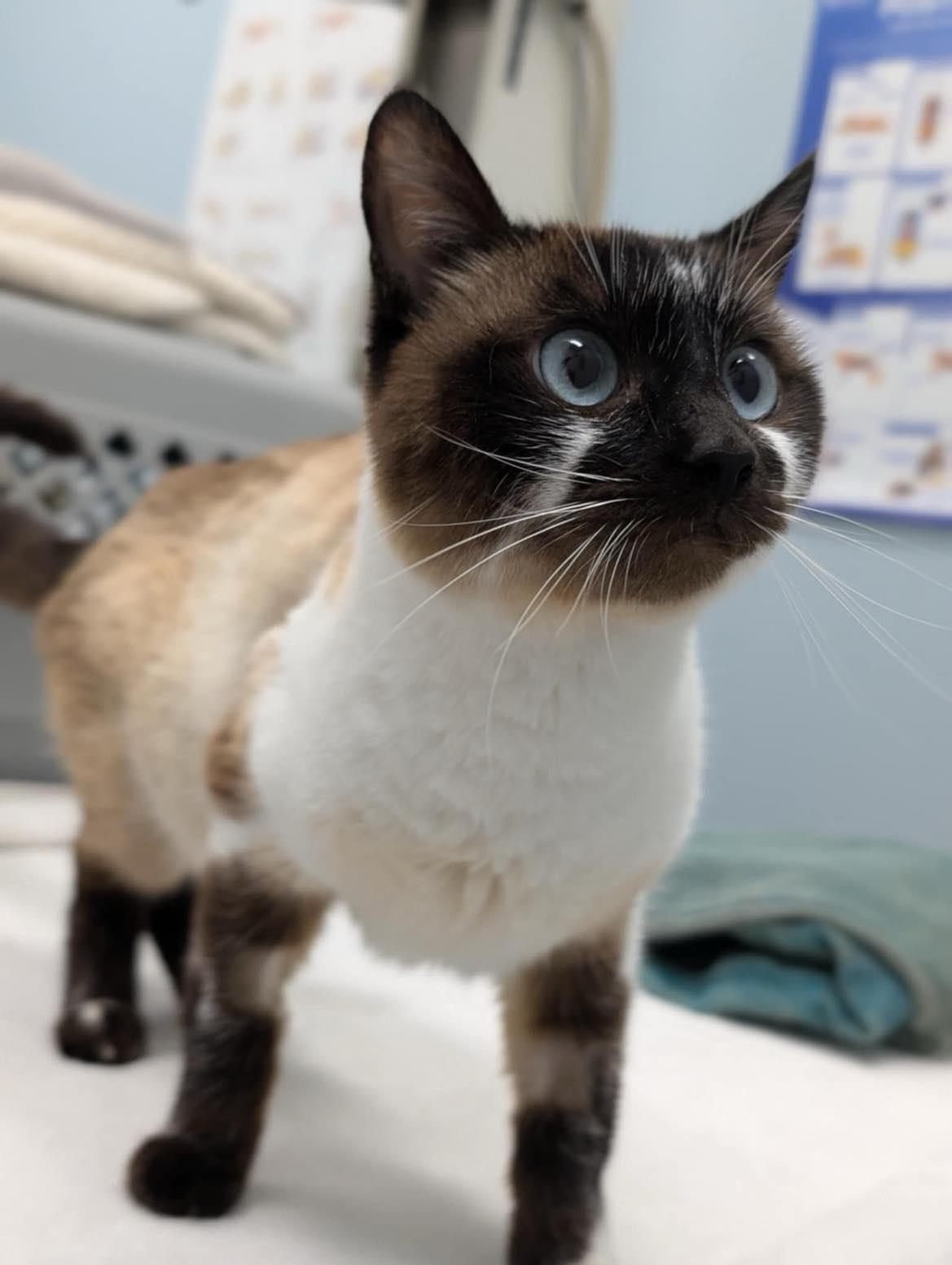 Enlarge Milo, a Adoptable mixed breed in Whistler, BC image 2/6