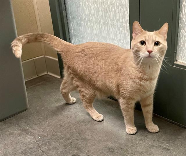 Enlarge PEACHES, a Adoptable Domestic Short Hair in Clyde, NC image 1/1