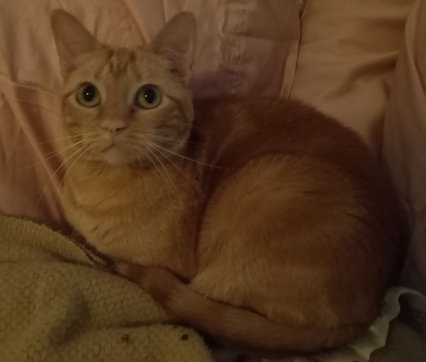 Zephorah, a Adoptable mixed breed in Cookeville, TN image 1/9