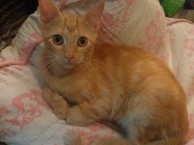 Zephorah, a Adoptable mixed breed in Cookeville, TN image 2/9