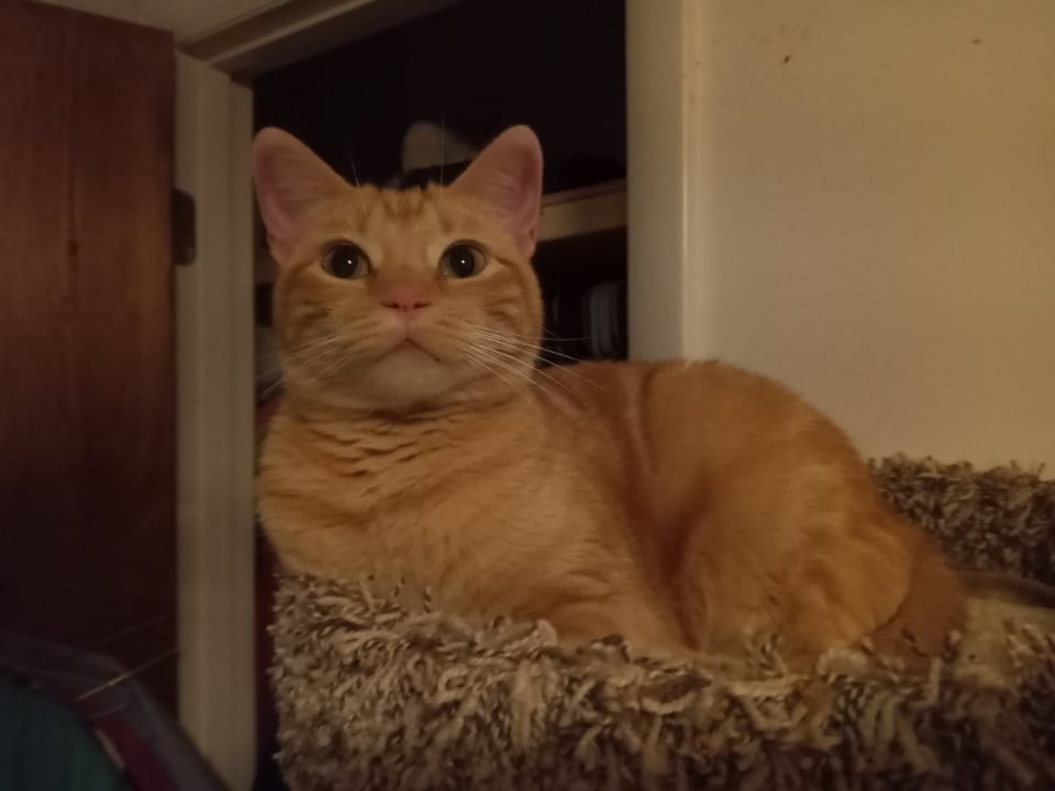 Zephorah, a Adoptable mixed breed in Cookeville, TN image 3/9