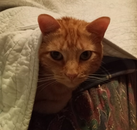 Zephorah, a Adoptable mixed breed in Cookeville, TN image 4/9