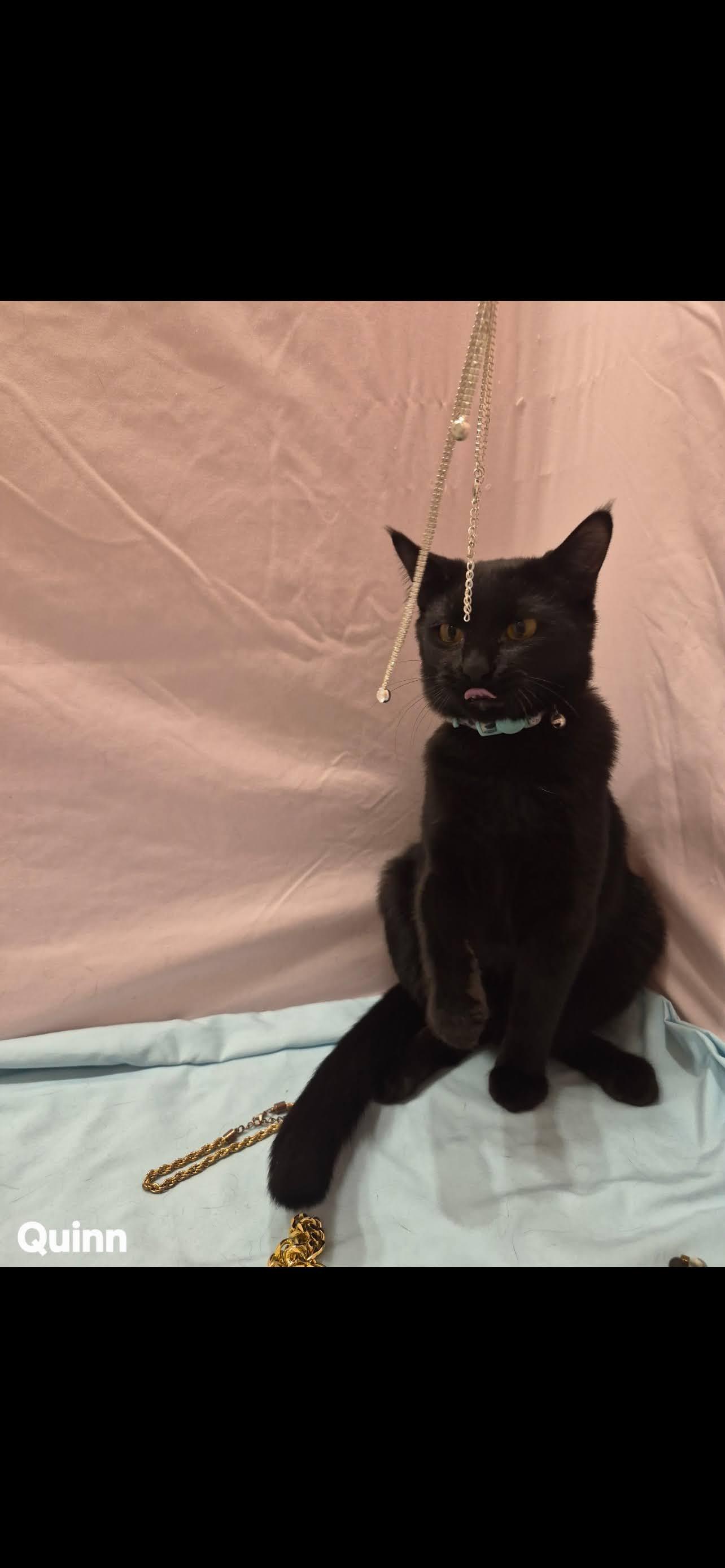 Quinn, ADOPTABLE, Young Male Domestic Short Hair.