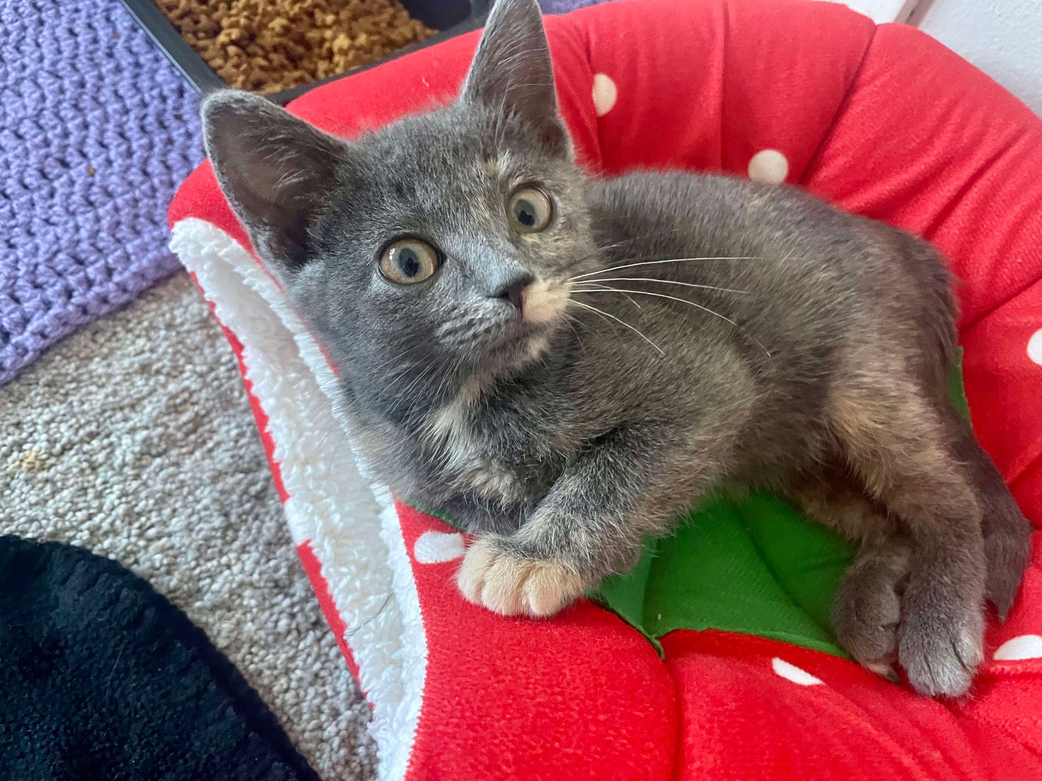 Cat for adoption Sofia, a Domestic Short Hair Mix in Olivet, MI