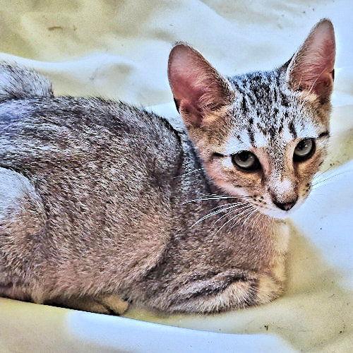 Alvin, a Adoptable Tabby in Rutherfordton, NC image 1/3