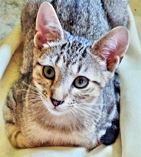 Alvin, a Adoptable Tabby in Rutherfordton, NC image 2/3