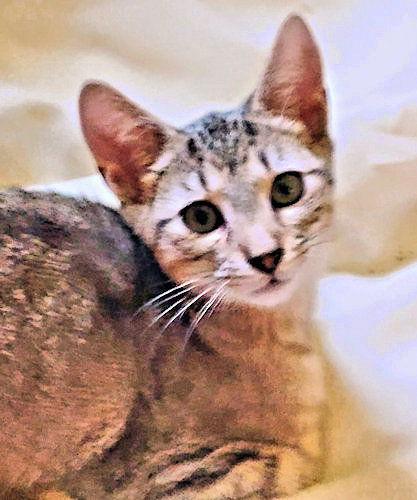 Alvin, a Adoptable Tabby in Rutherfordton, NC image 3/3