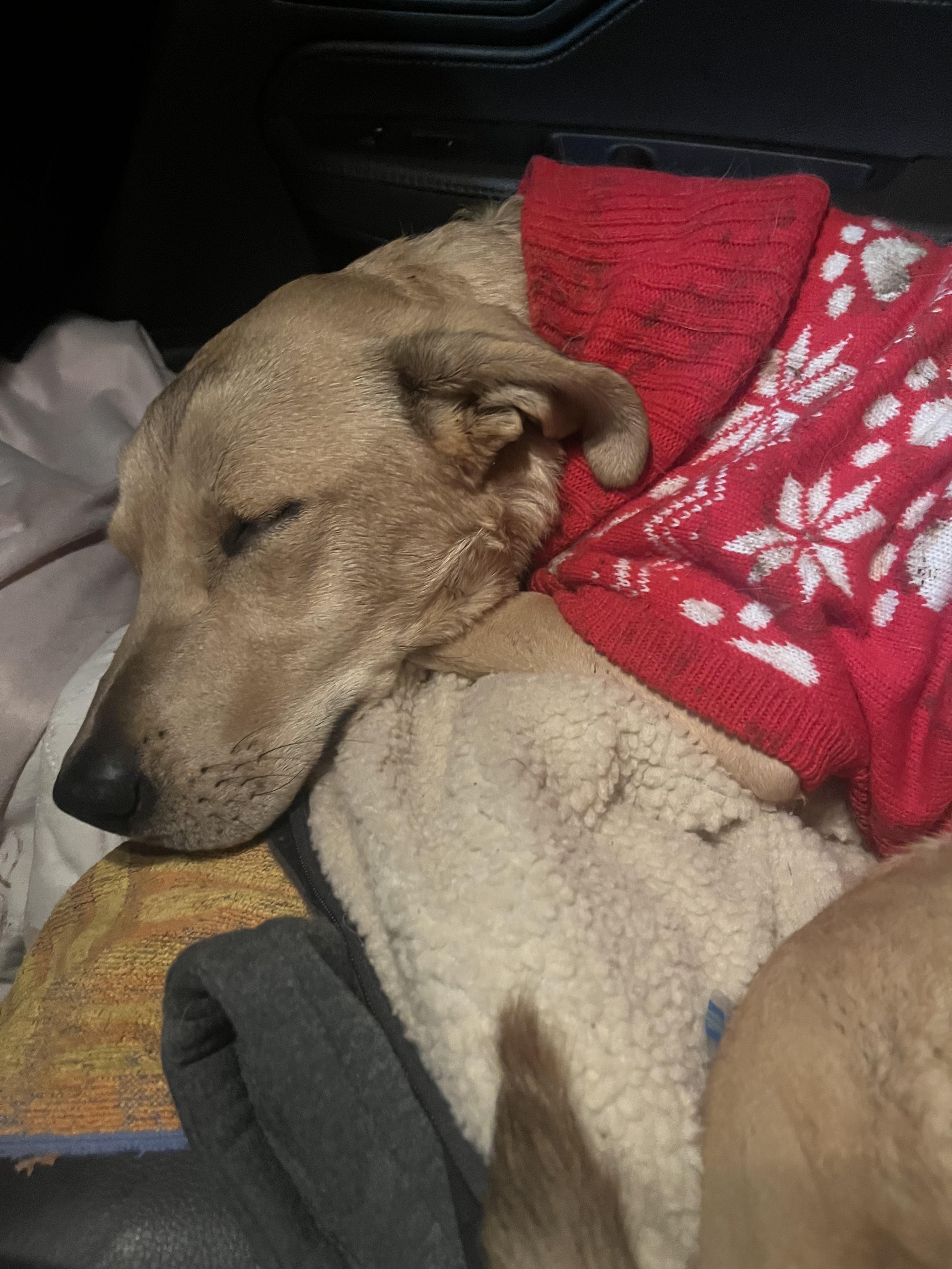 HONEY, a ADOPTABLE Labrador Retriever in Portland , OR image 2/5