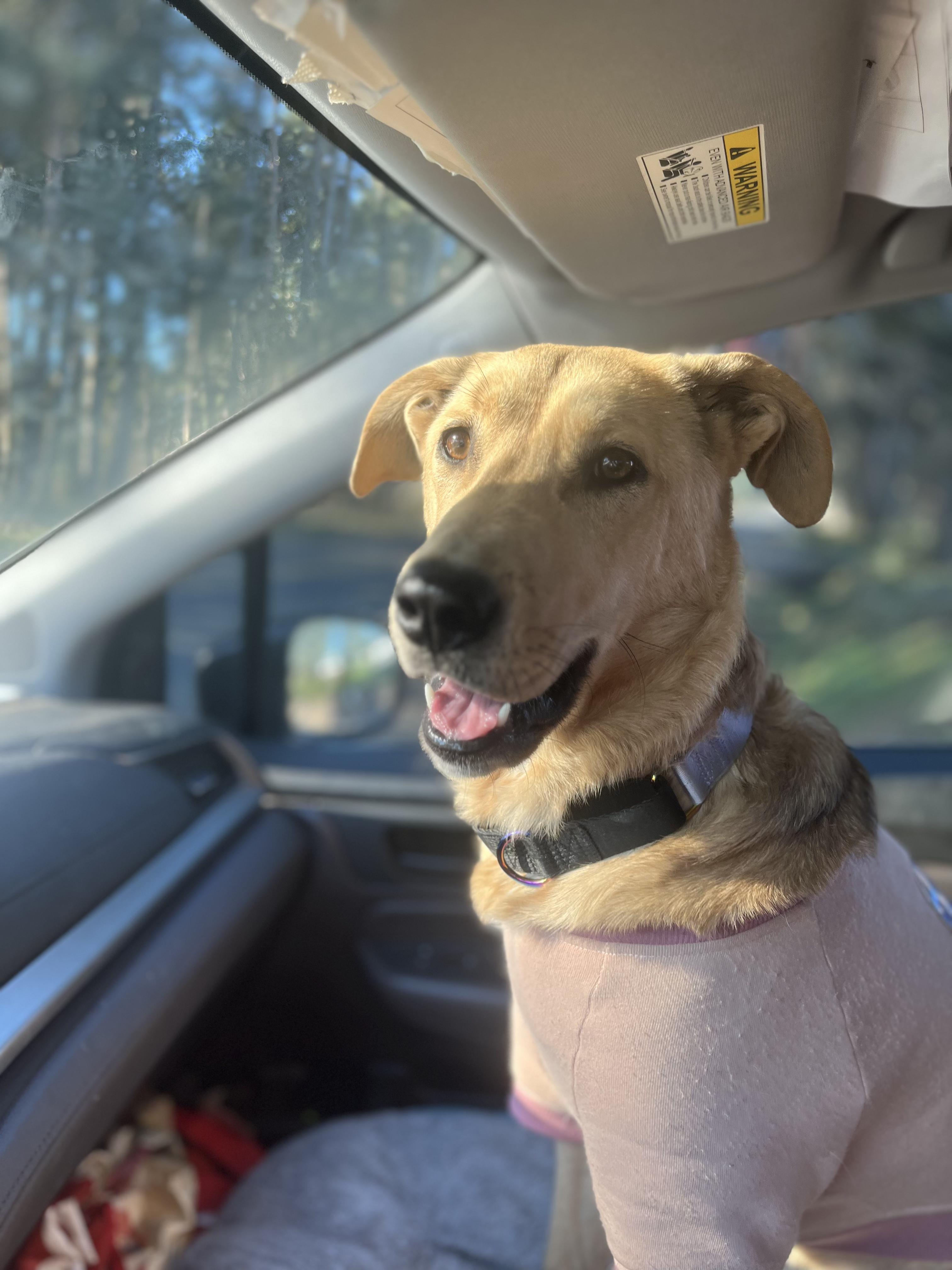 HONEY, a ADOPTABLE Labrador Retriever in Portland , OR image 3/5