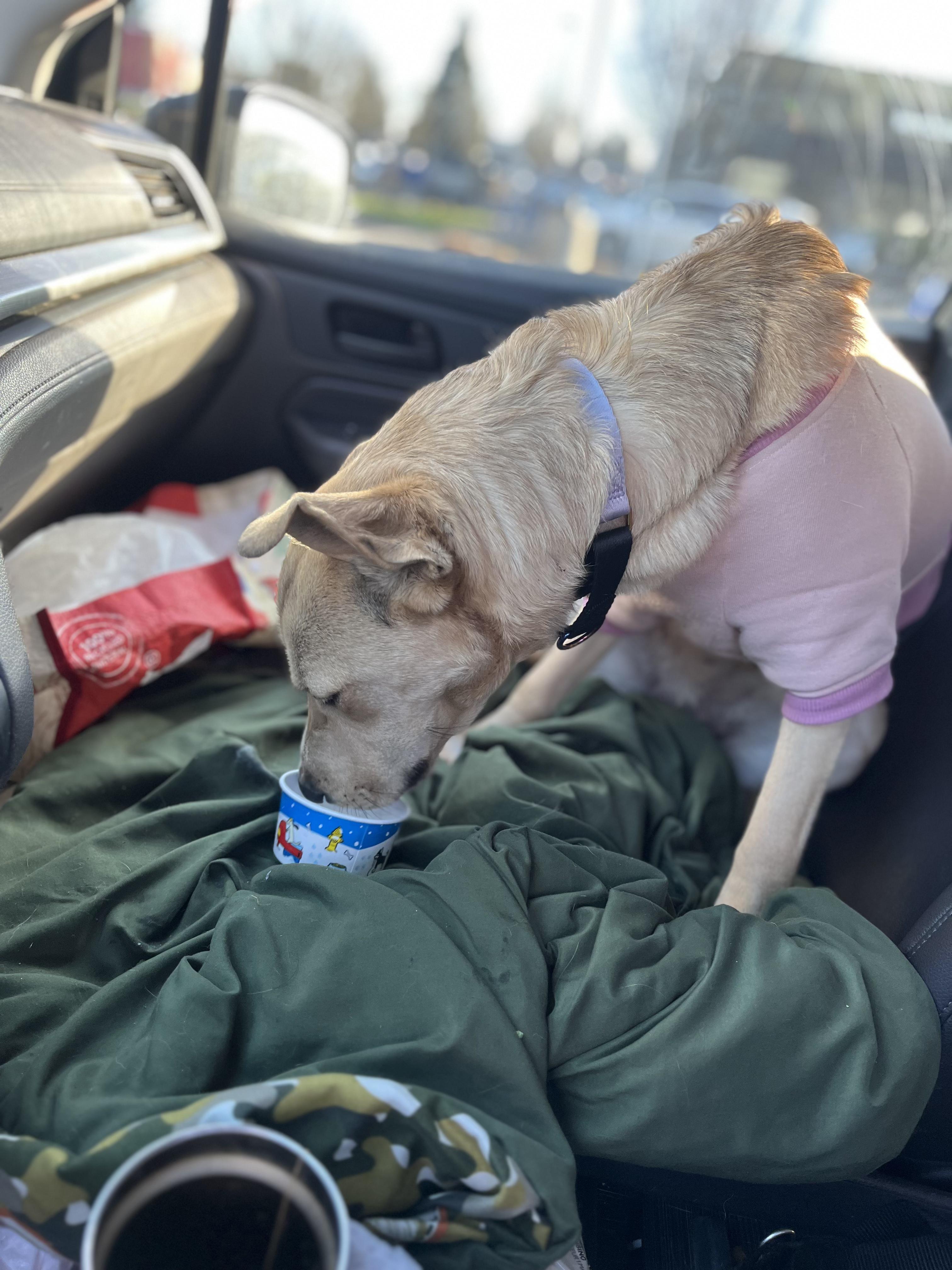 HONEY, a ADOPTABLE Labrador Retriever in Portland , OR image 4/5