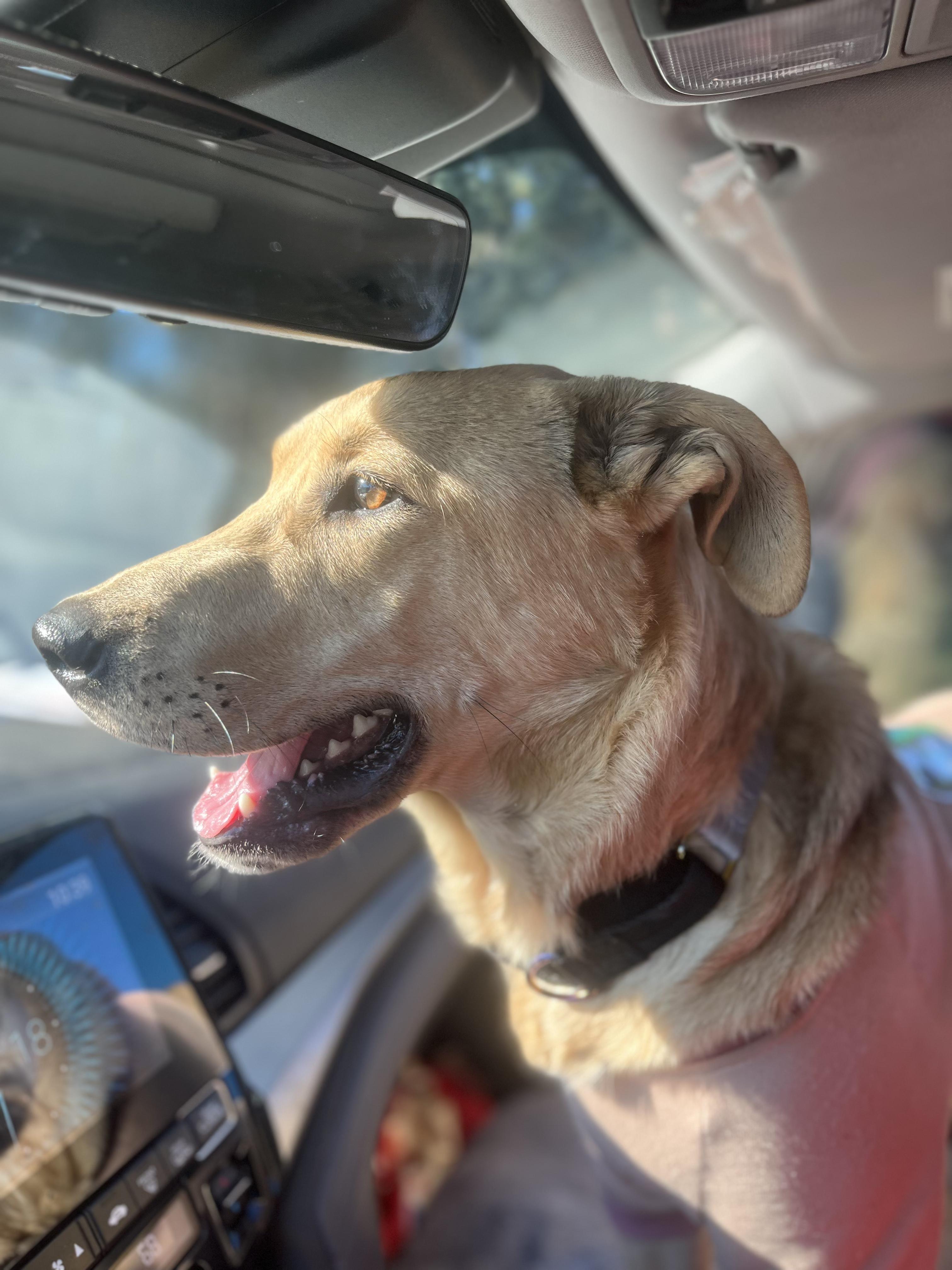 HONEY, a ADOPTABLE Labrador Retriever in Portland , OR image 5/5