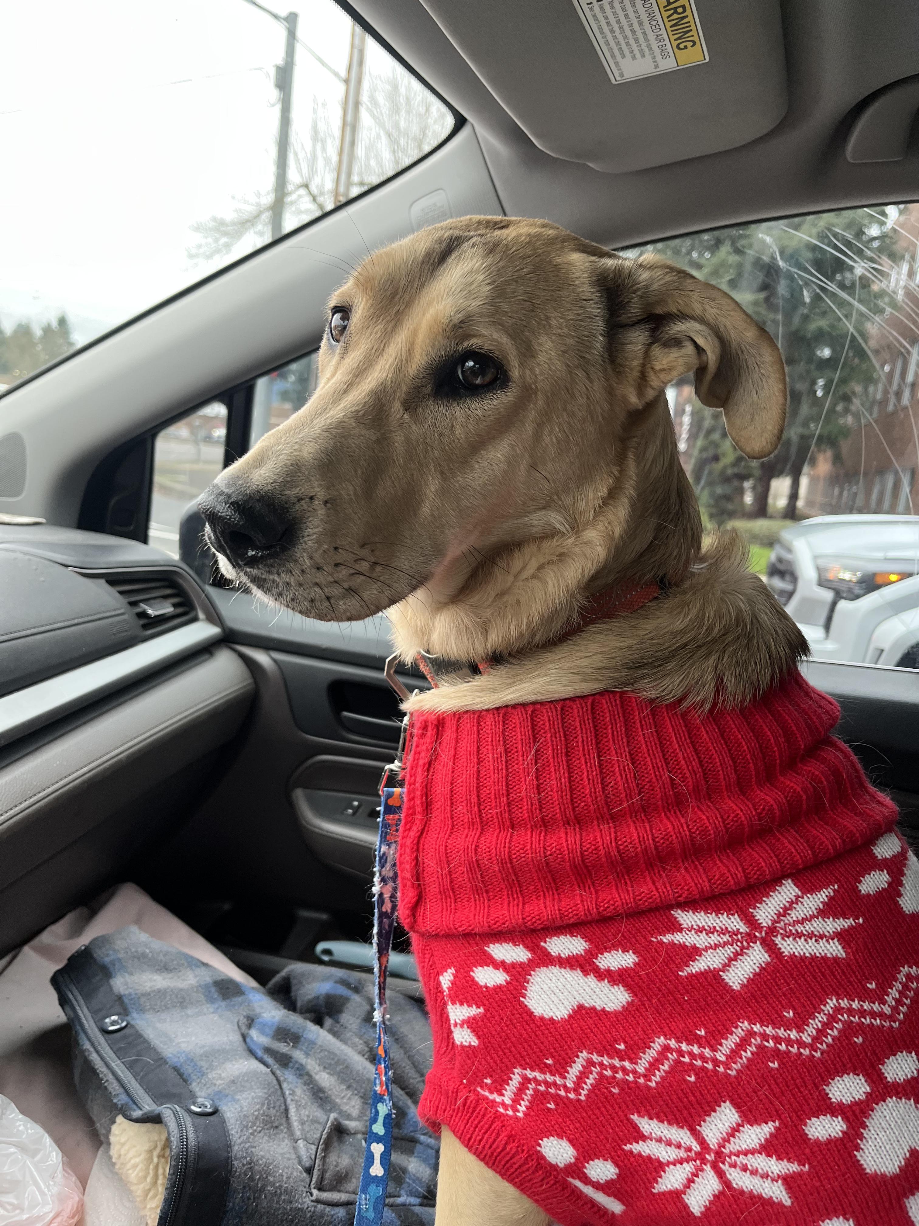HONEY, ADOPTABLE, Young Female Labrador Retriever.