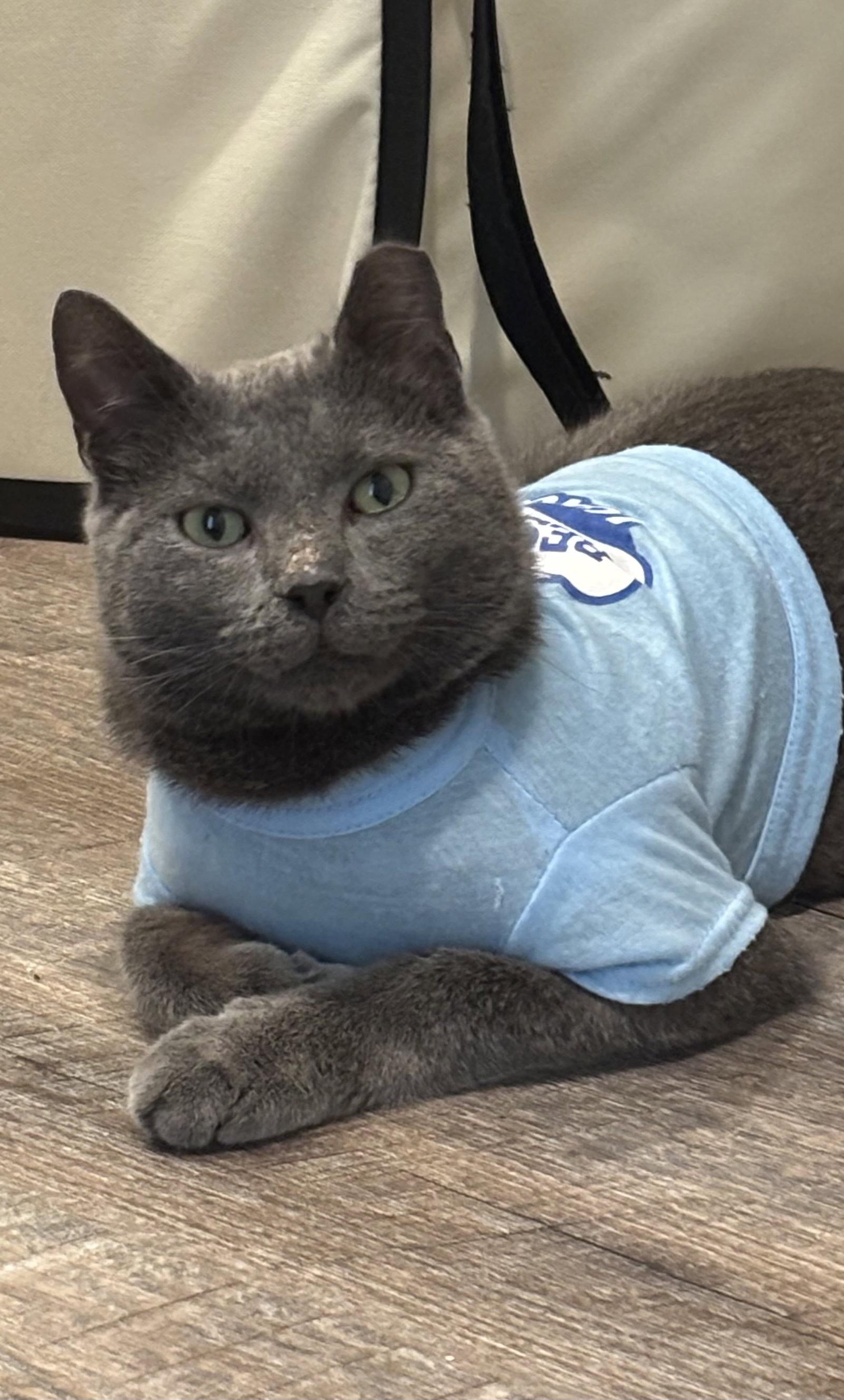 AC (Ash Cat), Adopted, Adult Male Domestic Short Hair.