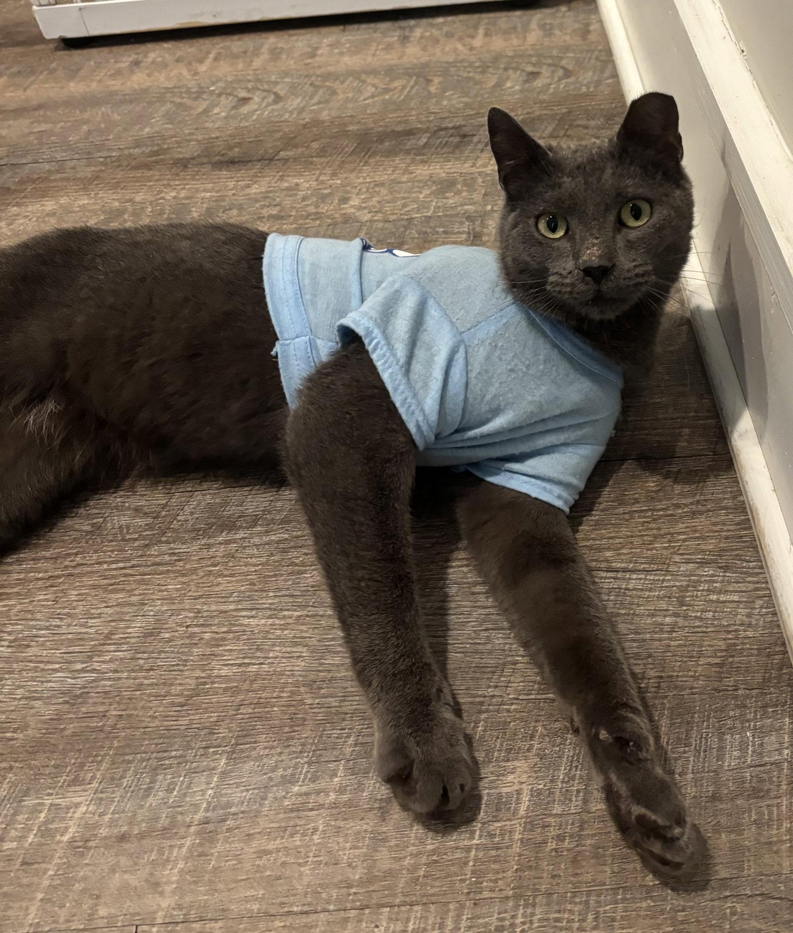 Enlarge AC (Ash Cat), a Adopted Domestic Short Hair in King George, VA image 2/2