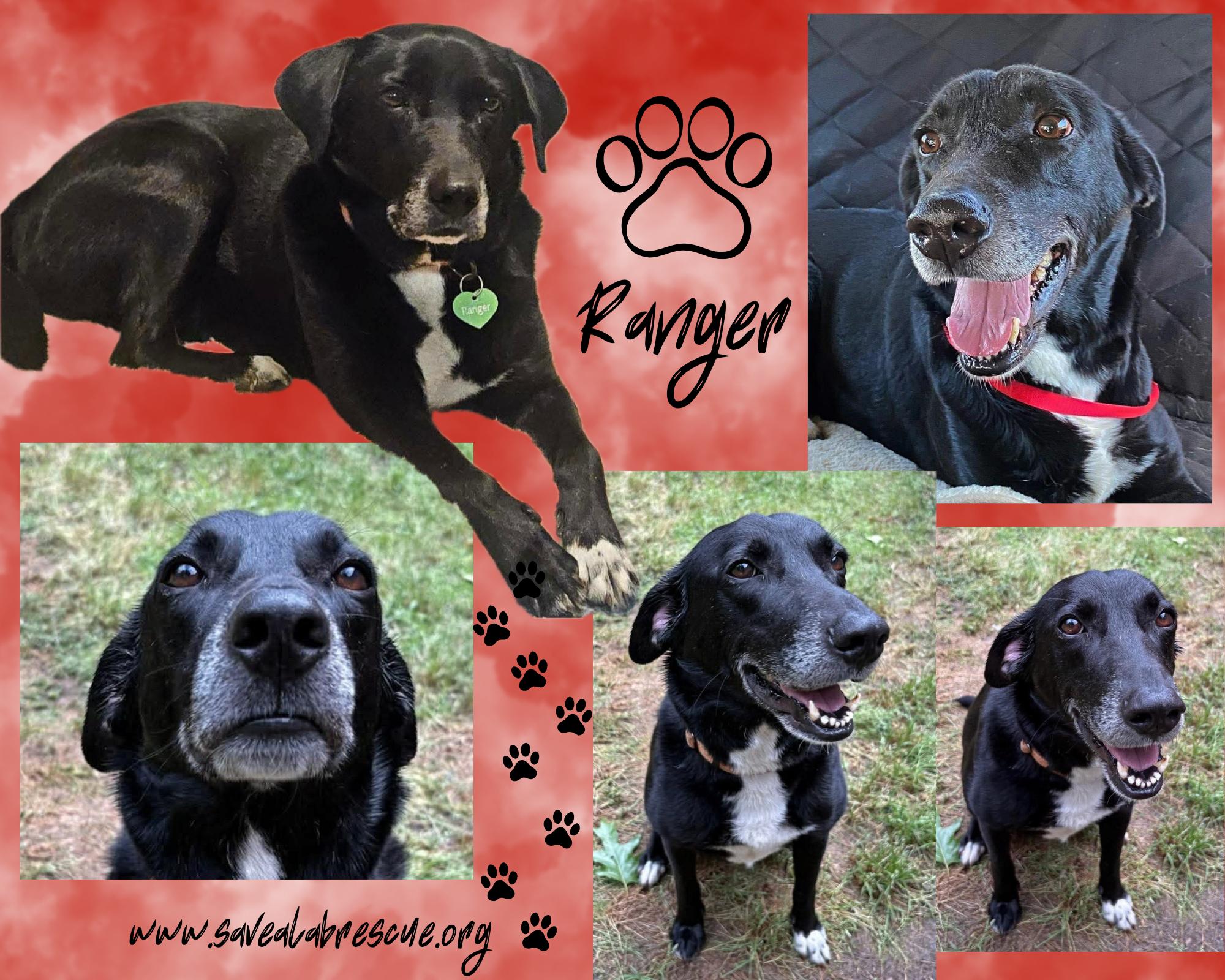 Enlarge Ranger, a ADOPTABLE mixed breed in Middletown, RI image 1/1