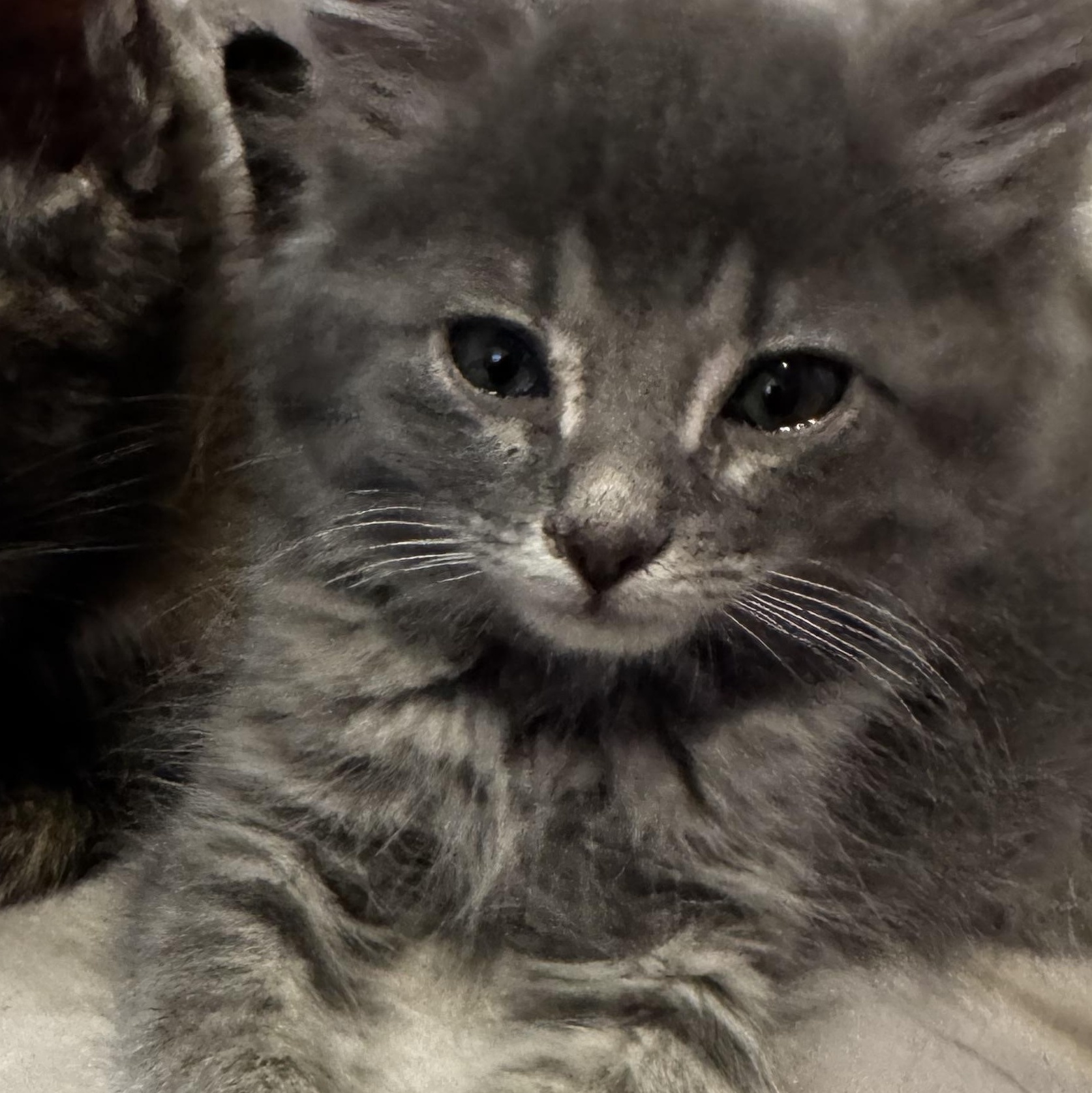 Koda -best friends with Nori, Luna, Marygold Levi, an adopted Domestic Medium Hair in Austin, TX image 4/5