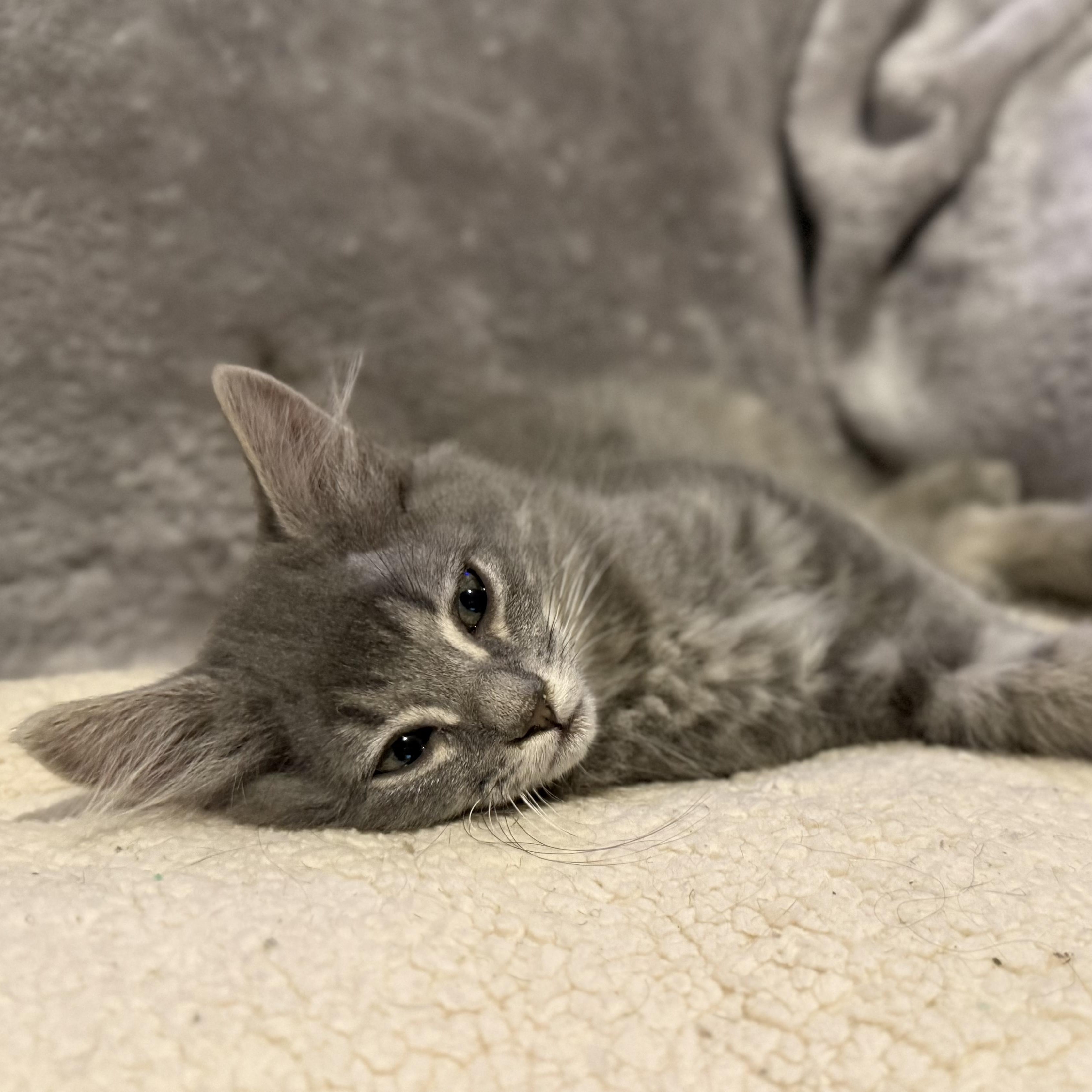 Koda -best friends with Nori, Luna, Marygold Levi, adopted, Kitten Male Domestic Medium Hair.