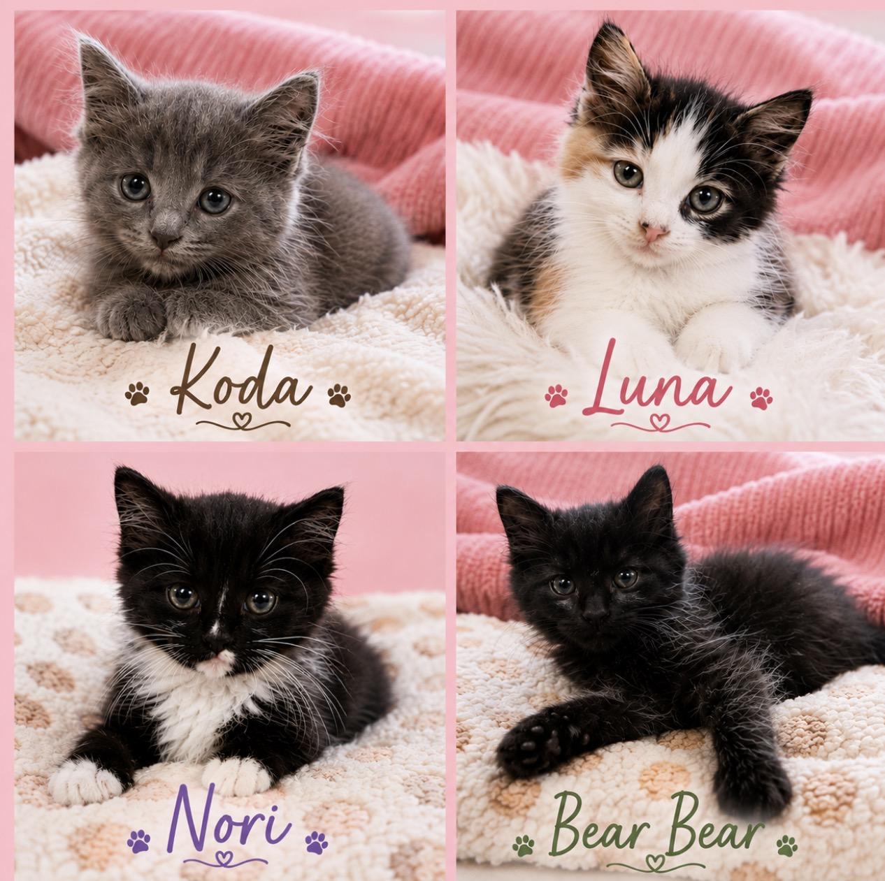 Koda -best friends with Nori, Luna, Marygold Levi, an adopted Domestic Medium Hair in Austin, TX image 3/5