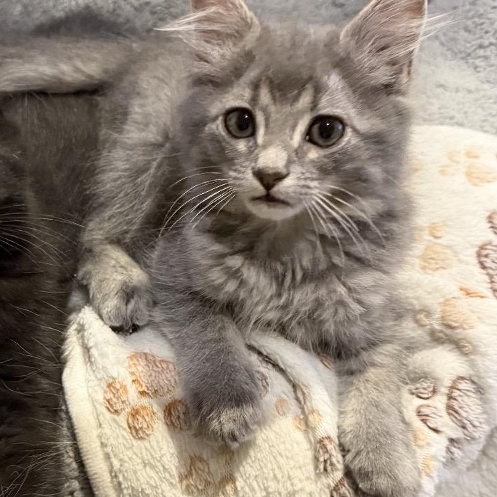Koda -best friends with Nori, Luna, Marygold Levi, an adopted Domestic Medium Hair in Austin, TX image 2/5