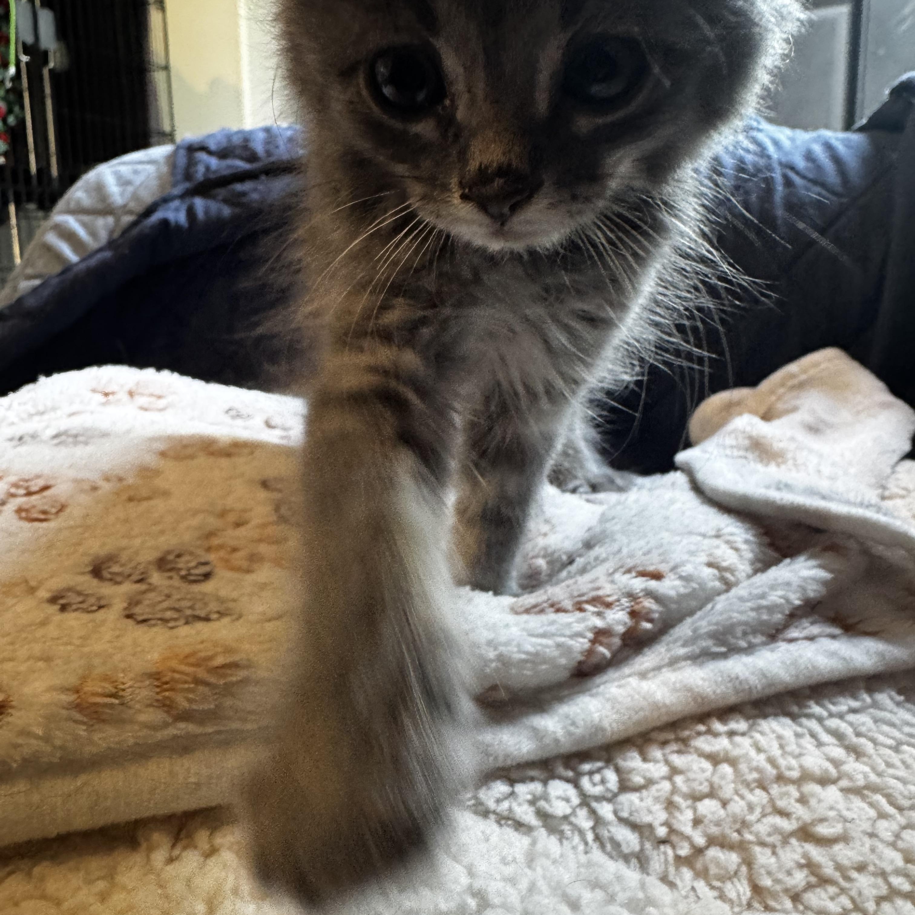 Koda -best friends with Nori, Luna, Marygold Levi, an adopted Domestic Medium Hair in Austin, TX image 5/5